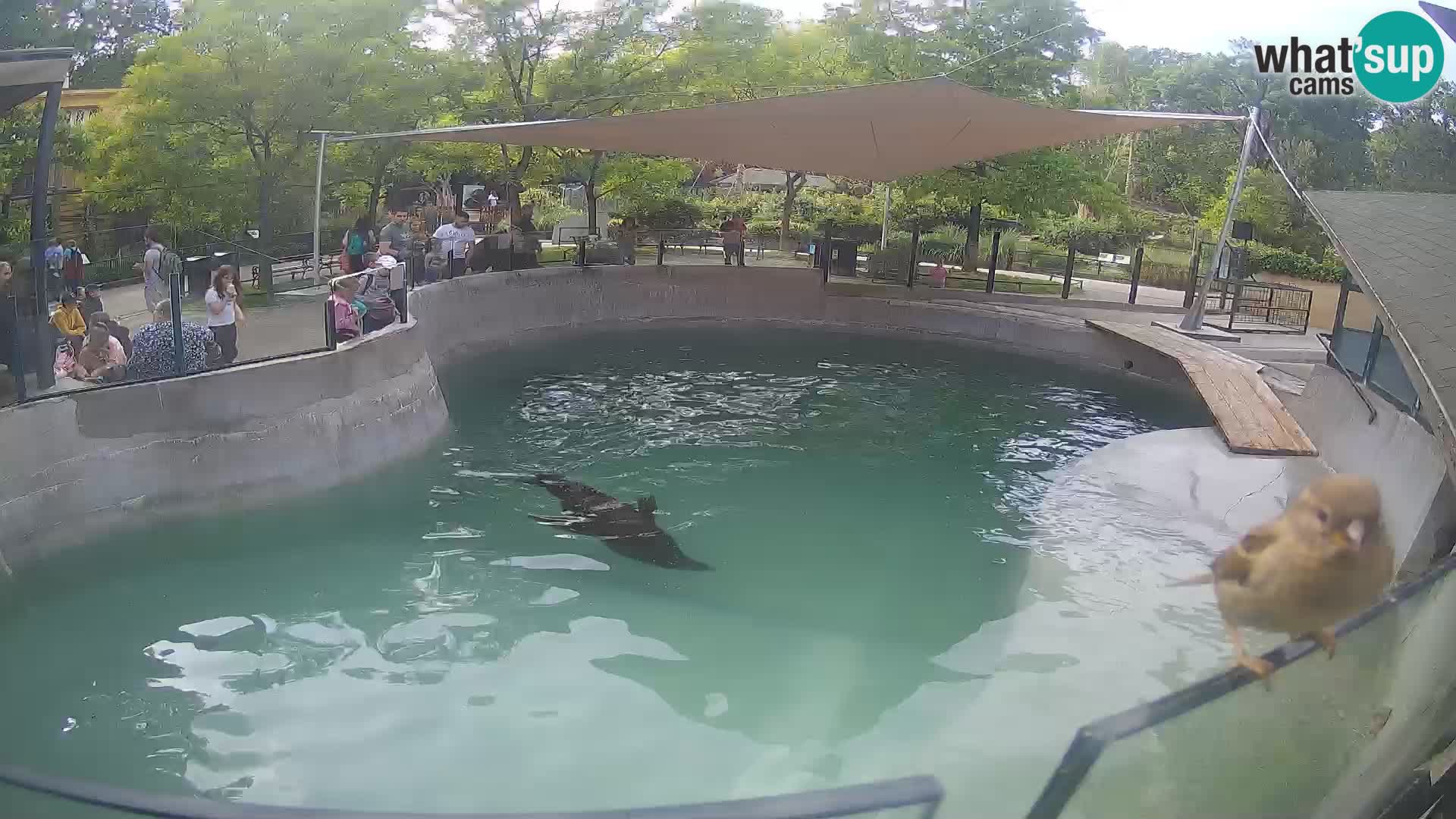 Zoo Zagreb – Kalifornijski morski lev