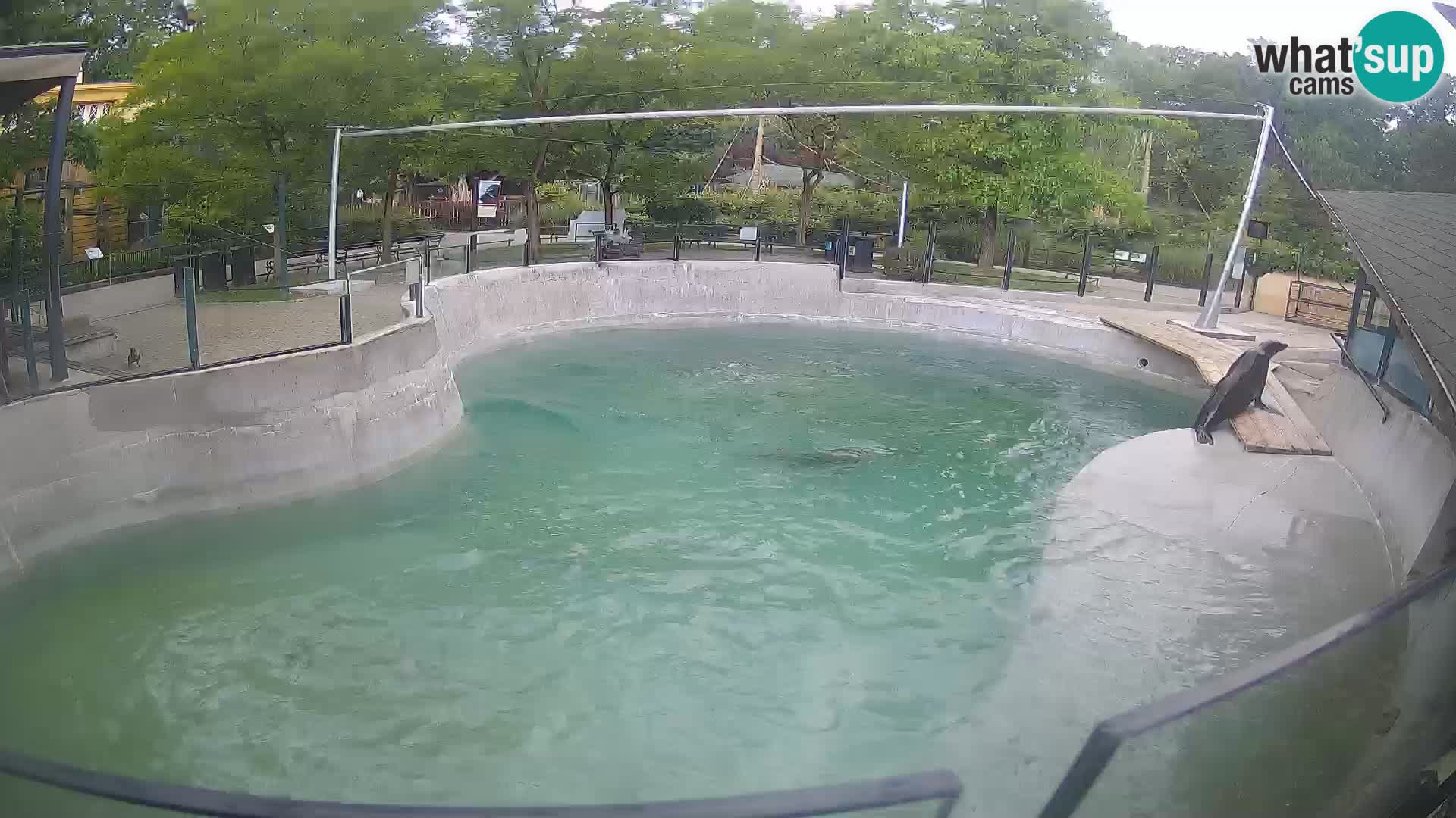 Zoo Zagreb – California Sea Lion