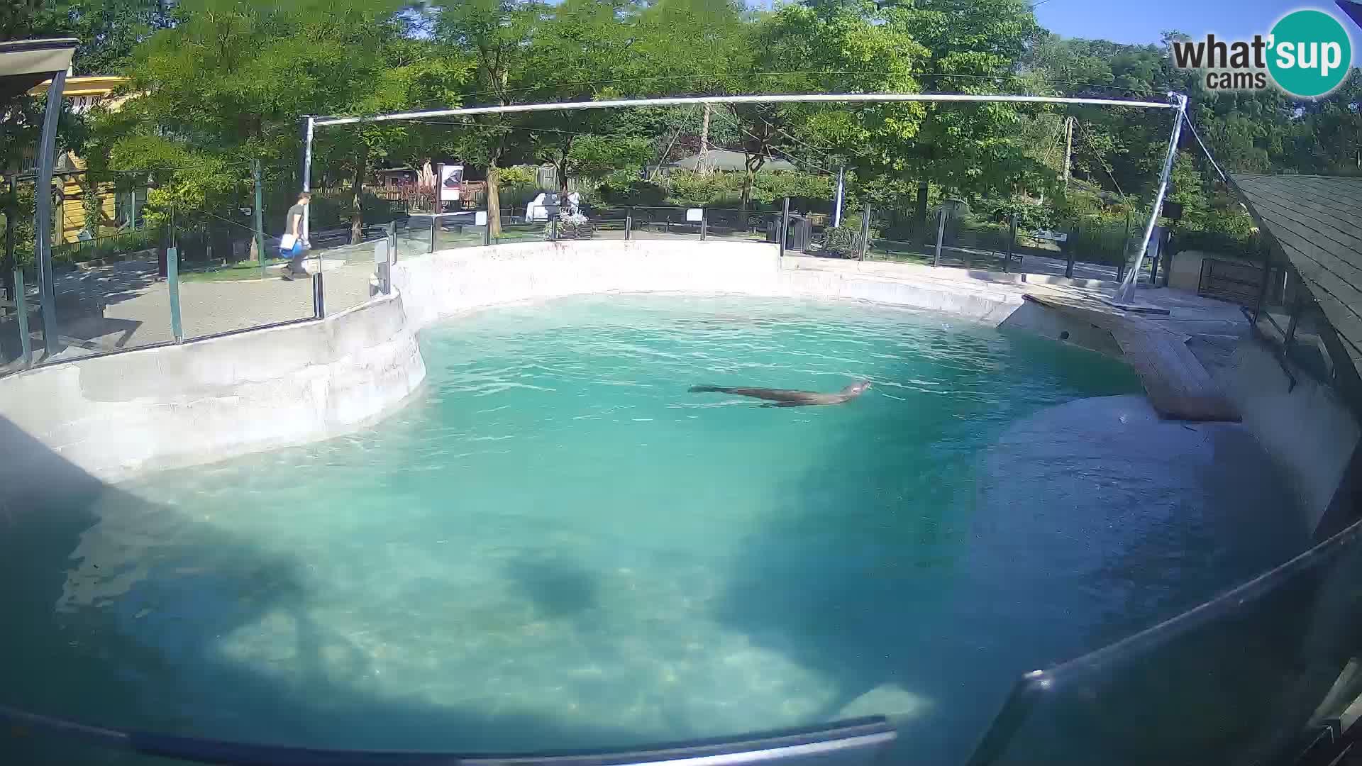 Zoo Zagreb – Otarie de Californie