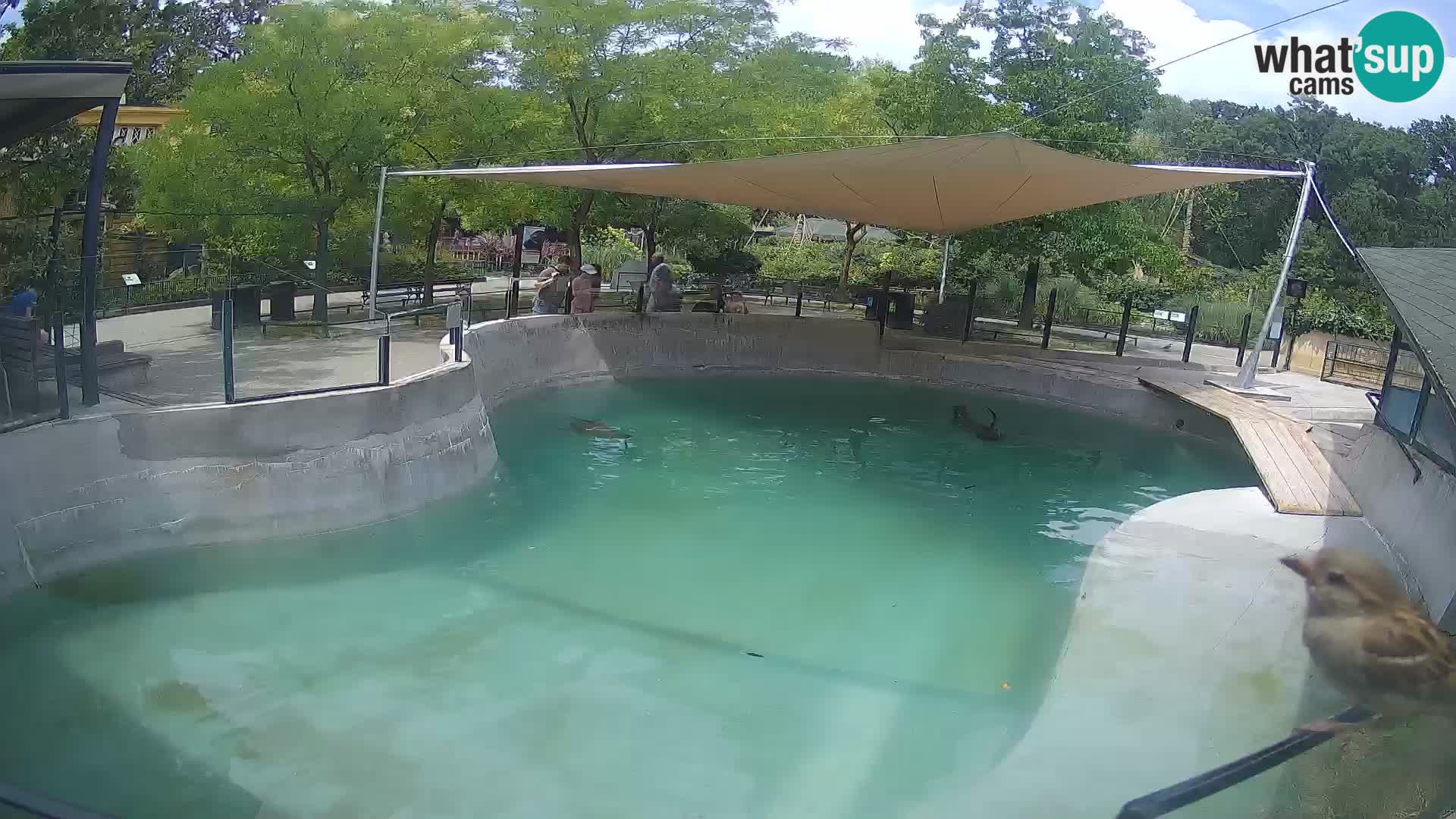 Zoo Zagreb – Kalifornijski morski lav