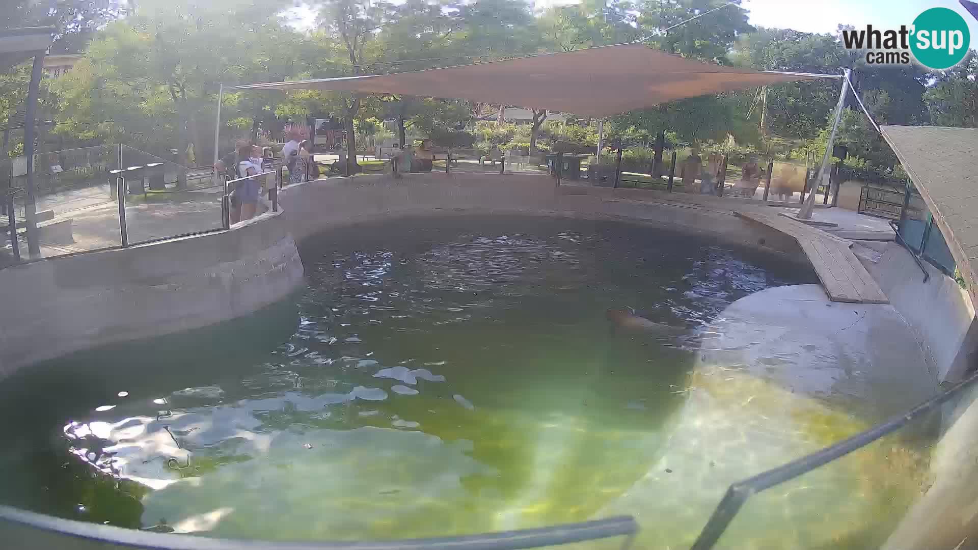 Zoo Zagreb – California Sea Lion