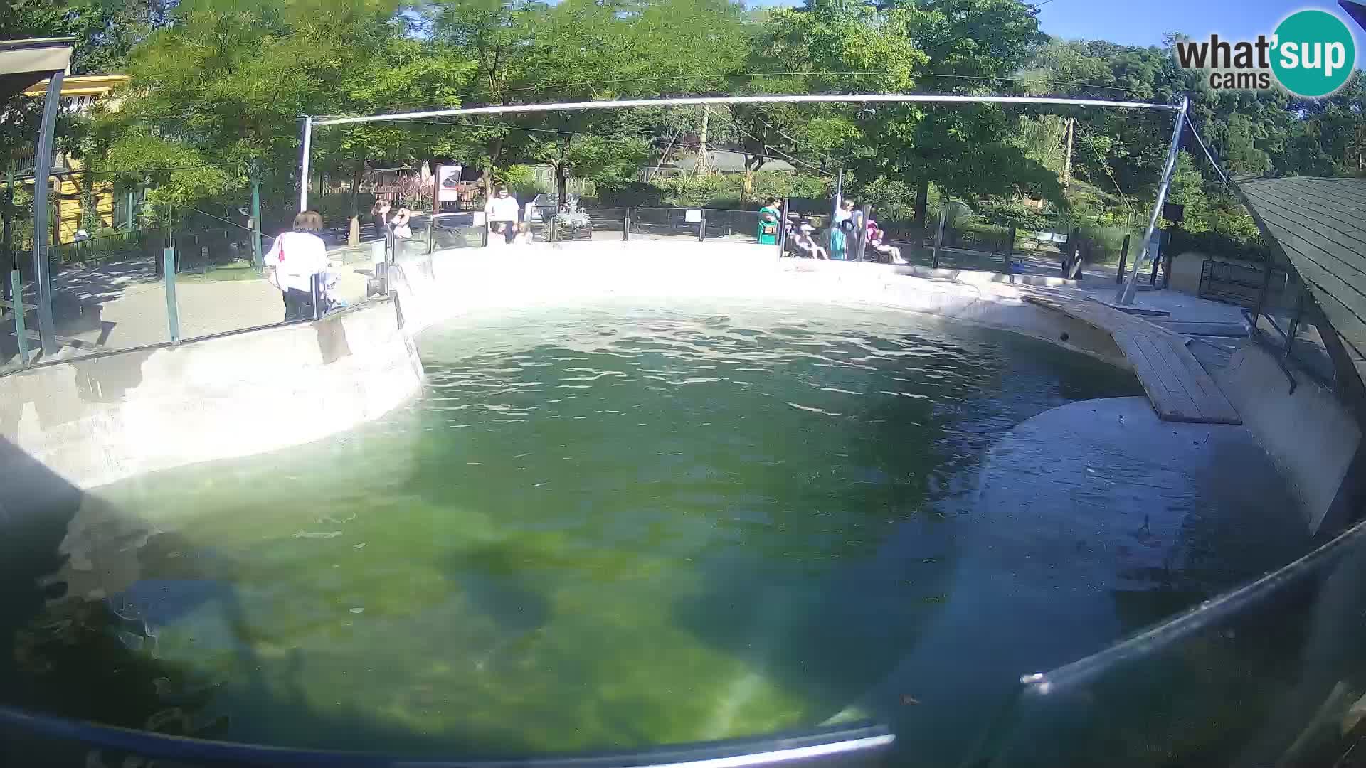 Zoo Zagreb – Kalifornischer Seelöwe