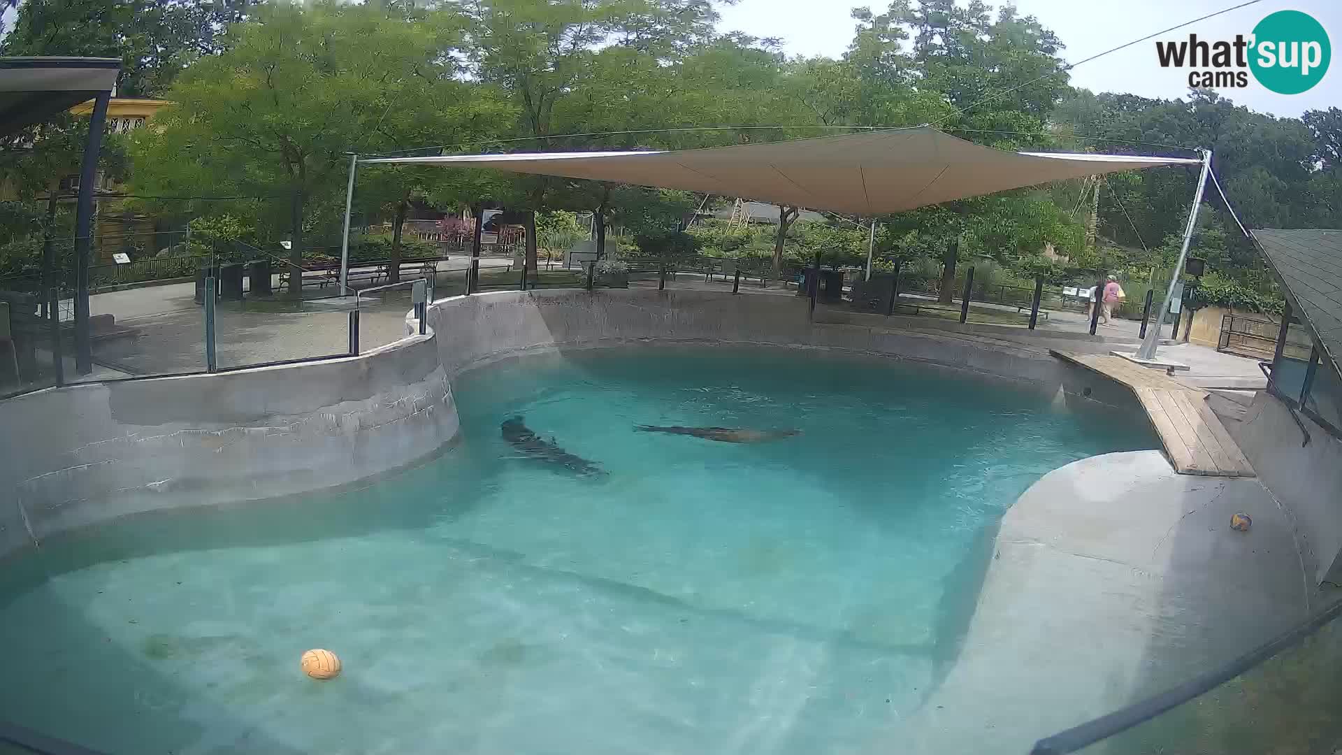 Zoo Zagreb – Otarie de Californie