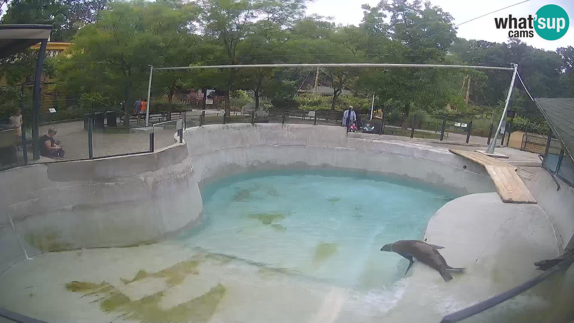 Zoo Zagreb – Kalifornijski morski lev