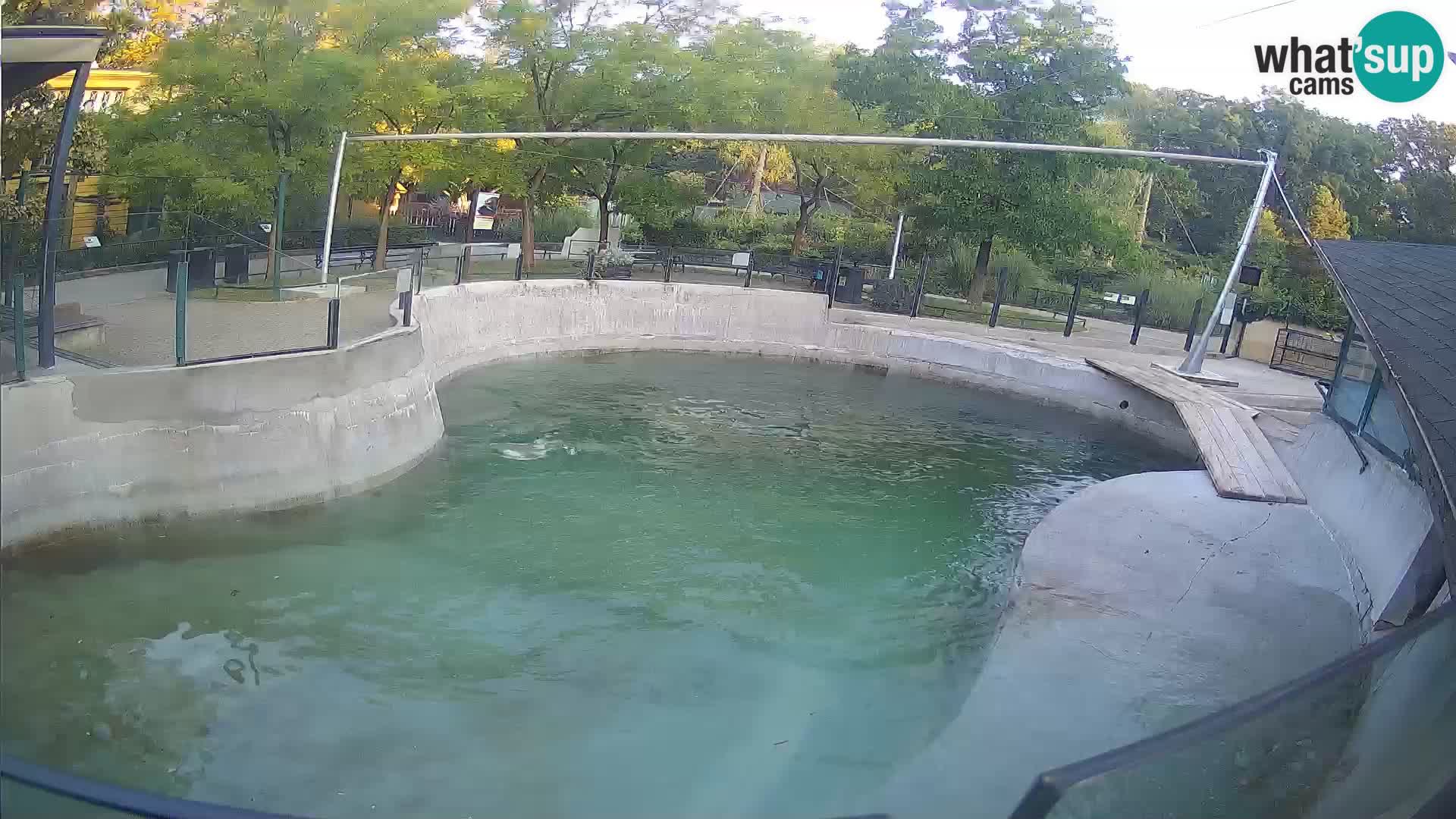 Zoo Zagreb – California Sea Lion