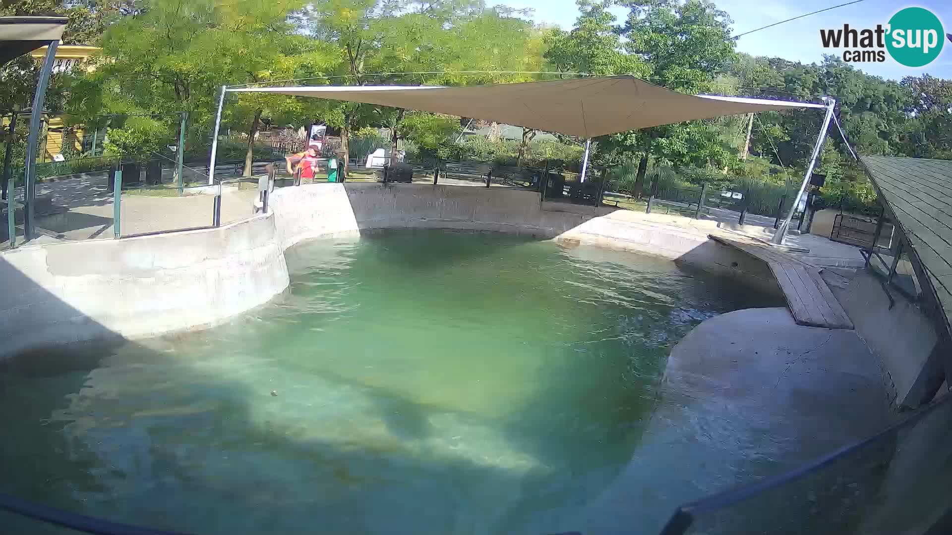 Zoo Zagreb – California Sea Lion