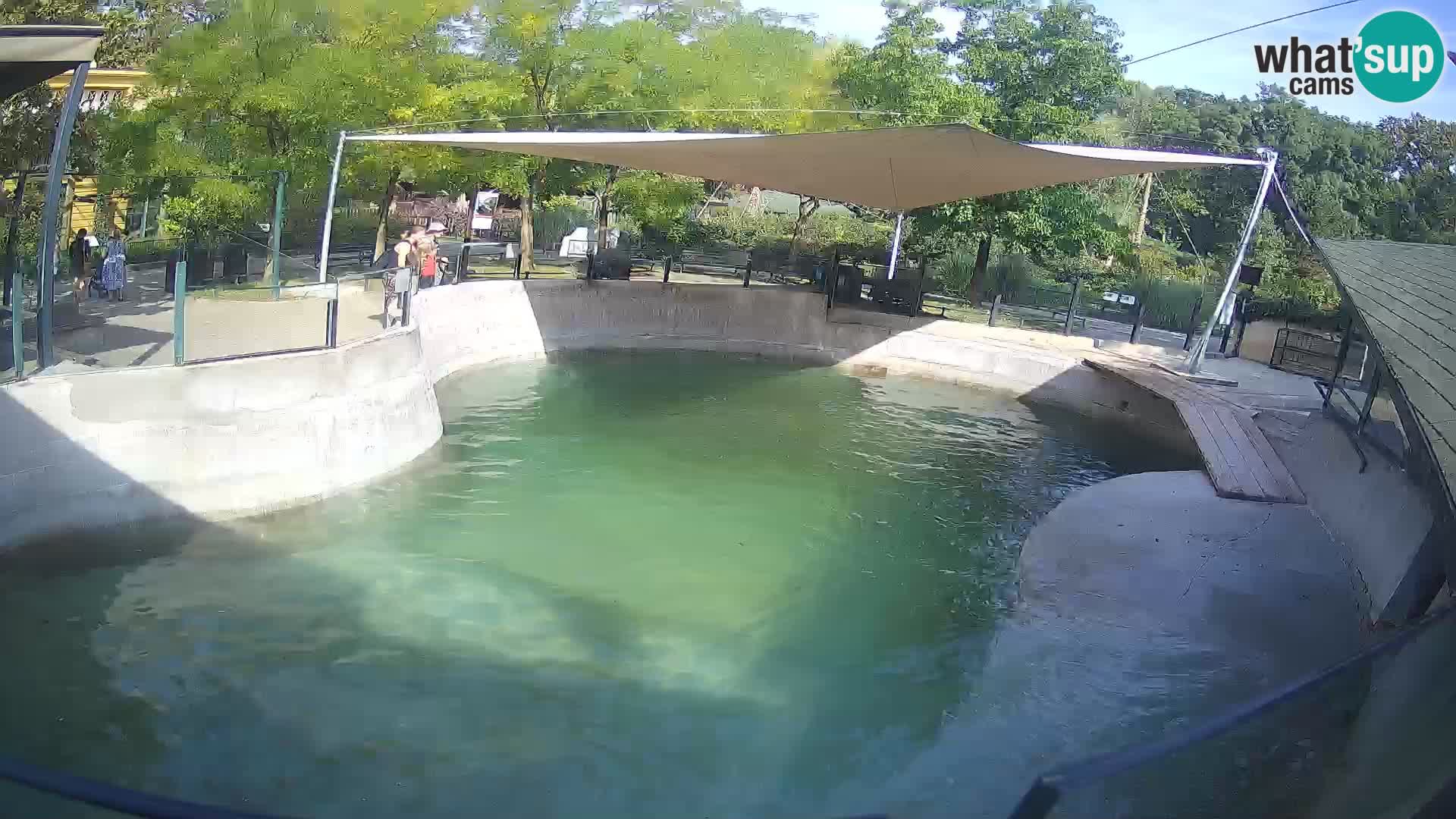 Zoo Zagreb –  León marino de California