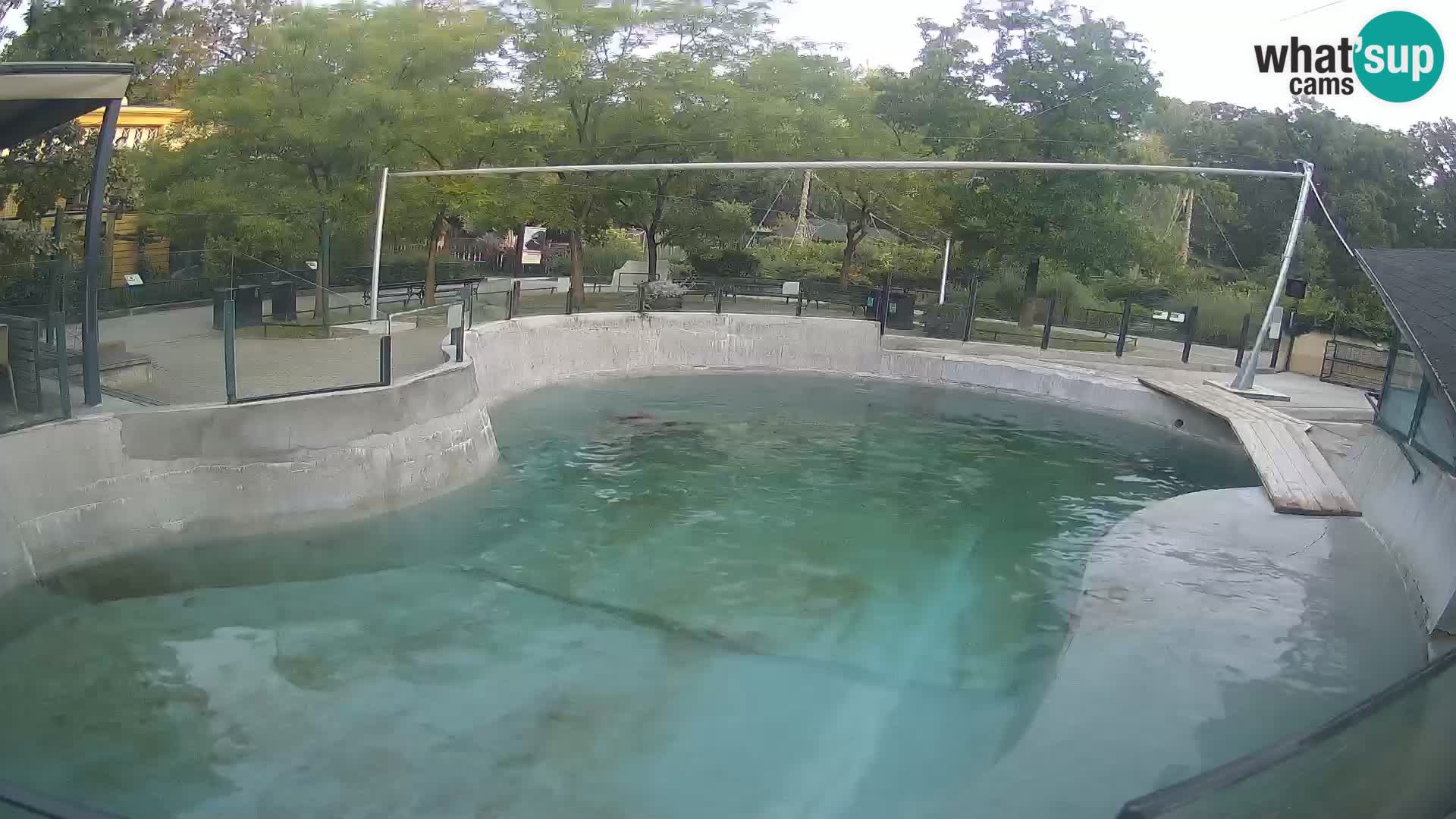 Zoo Zagreb – Otaria della California