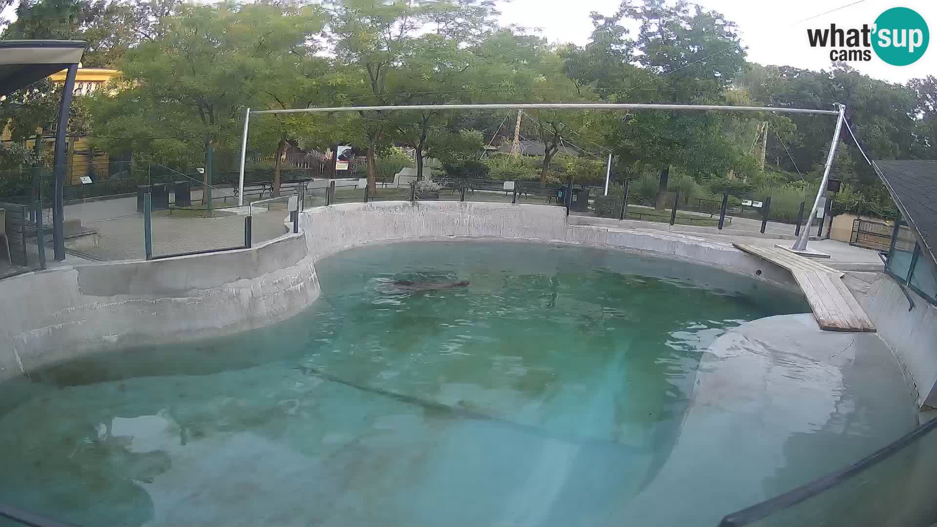 Zoo Zagreb – Kalifornijski morski lav