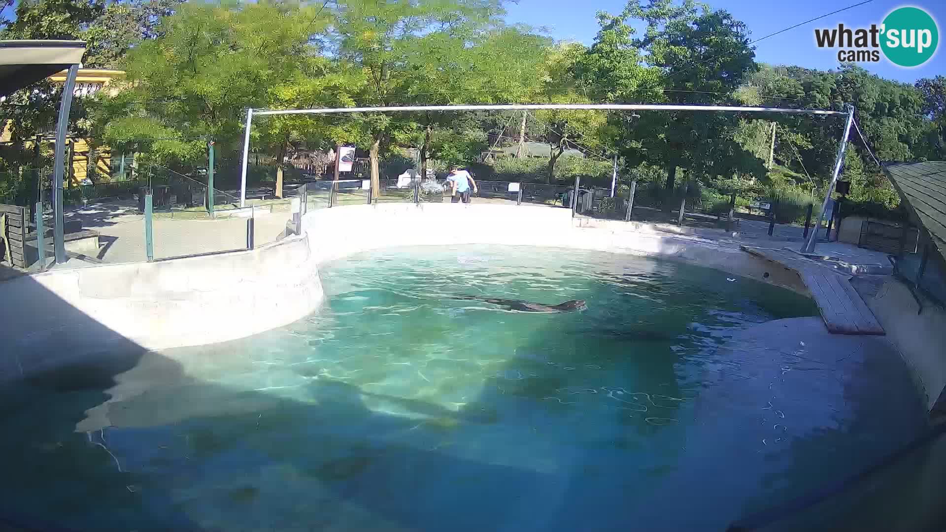 Zoo Zagreb – Otaria della California