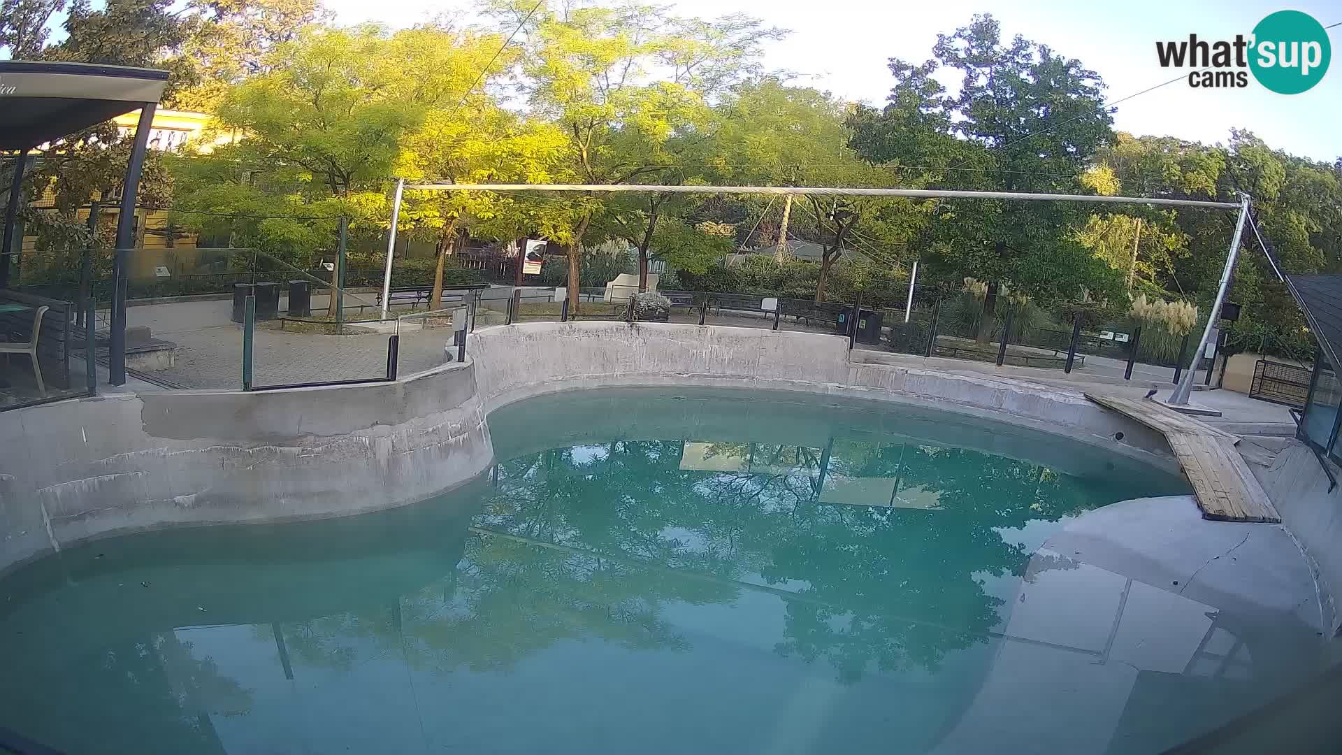 Zoo Zagreb –  León marino de California