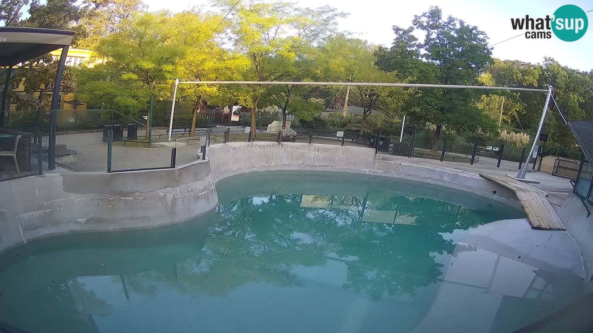 Zoo Zagreb – California Sea Lion