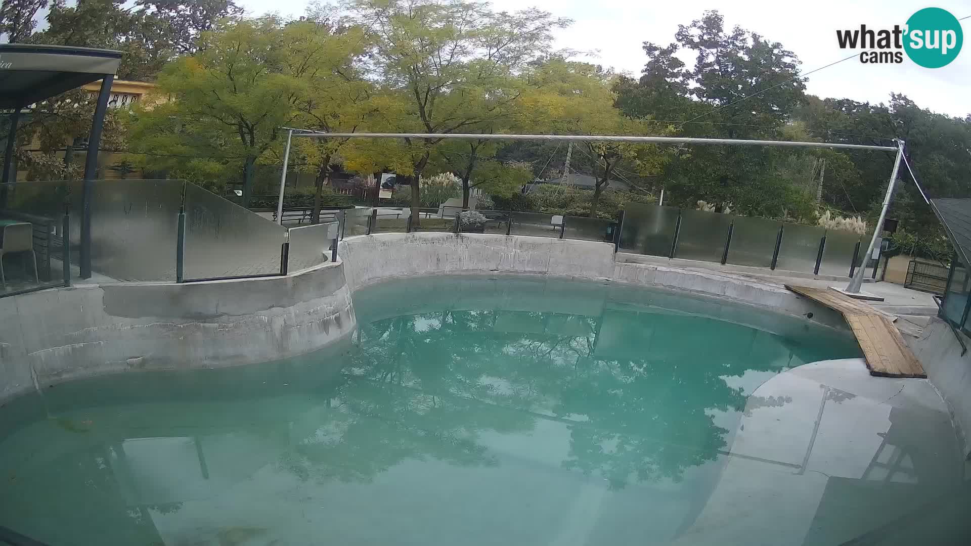 Zoo Zagreb – California Sea Lion