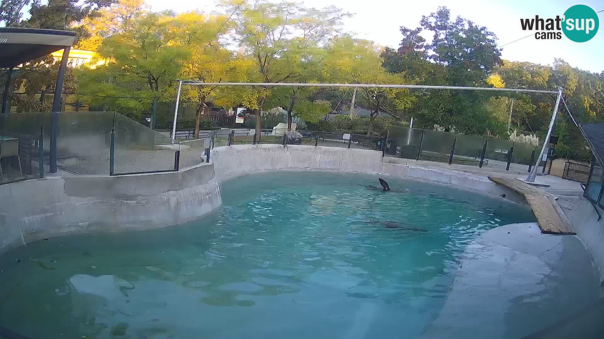 Zoo Zagreb –  León marino de California