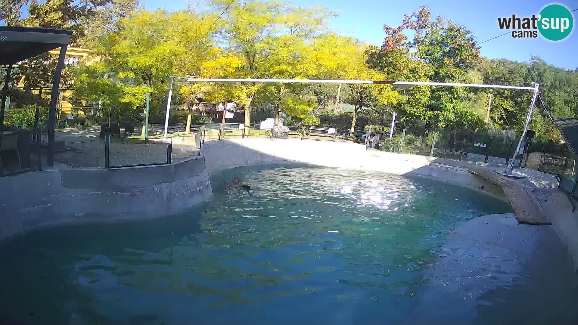 Zoo Zagreb – Kalifornischer Seelöwe