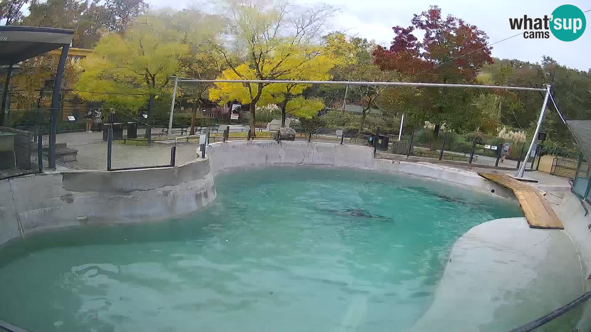 Zoo Zagreb –  León marino de California