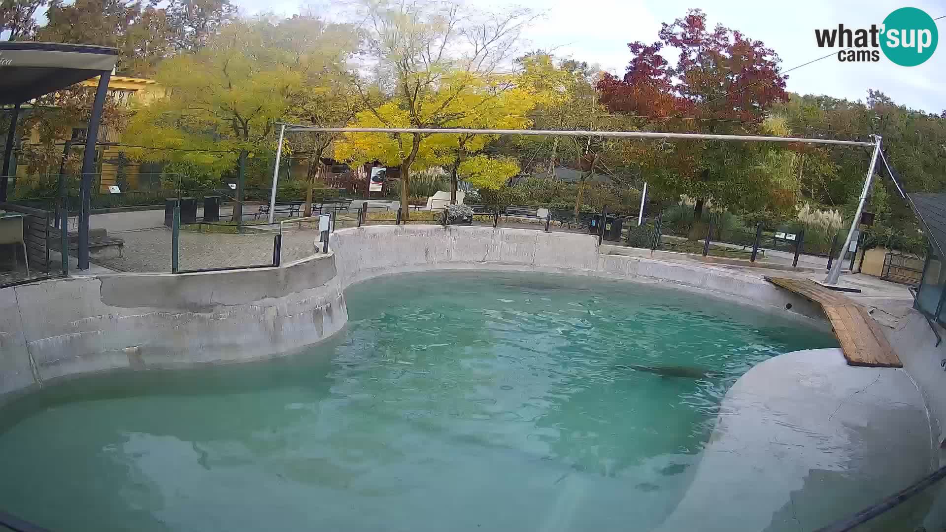 Zoo Zagreb –  León marino de California