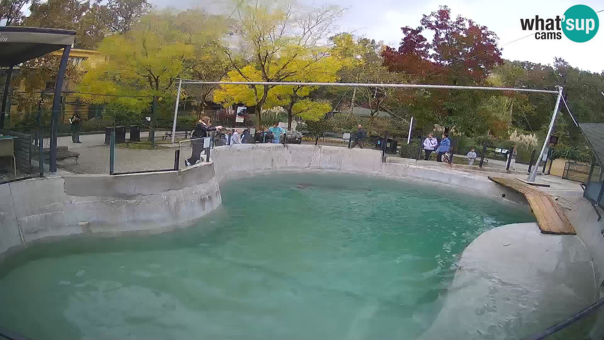 Zoo Zagreb – California Sea Lion