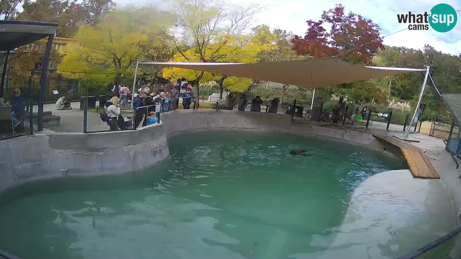 Zoo Zagreb –  León marino de California