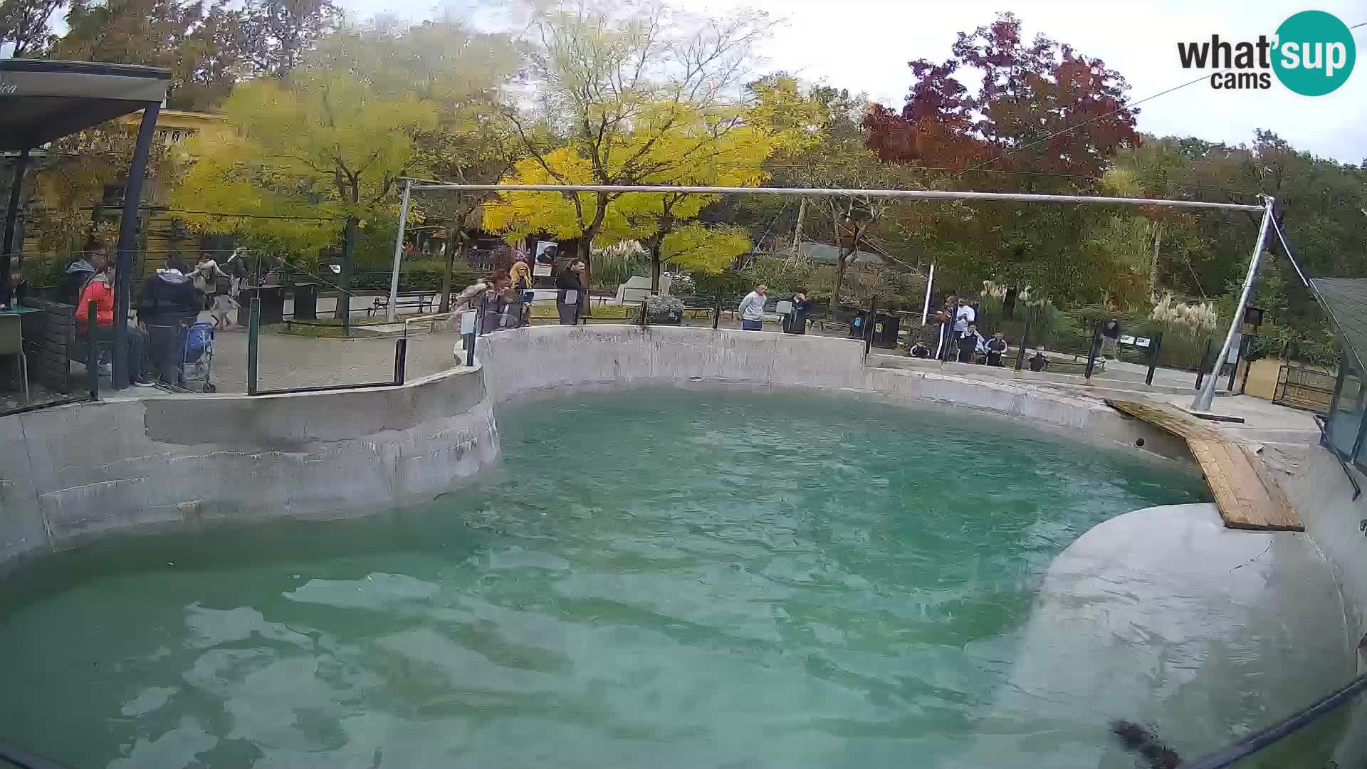 Zoo Zagreb – California Sea Lion