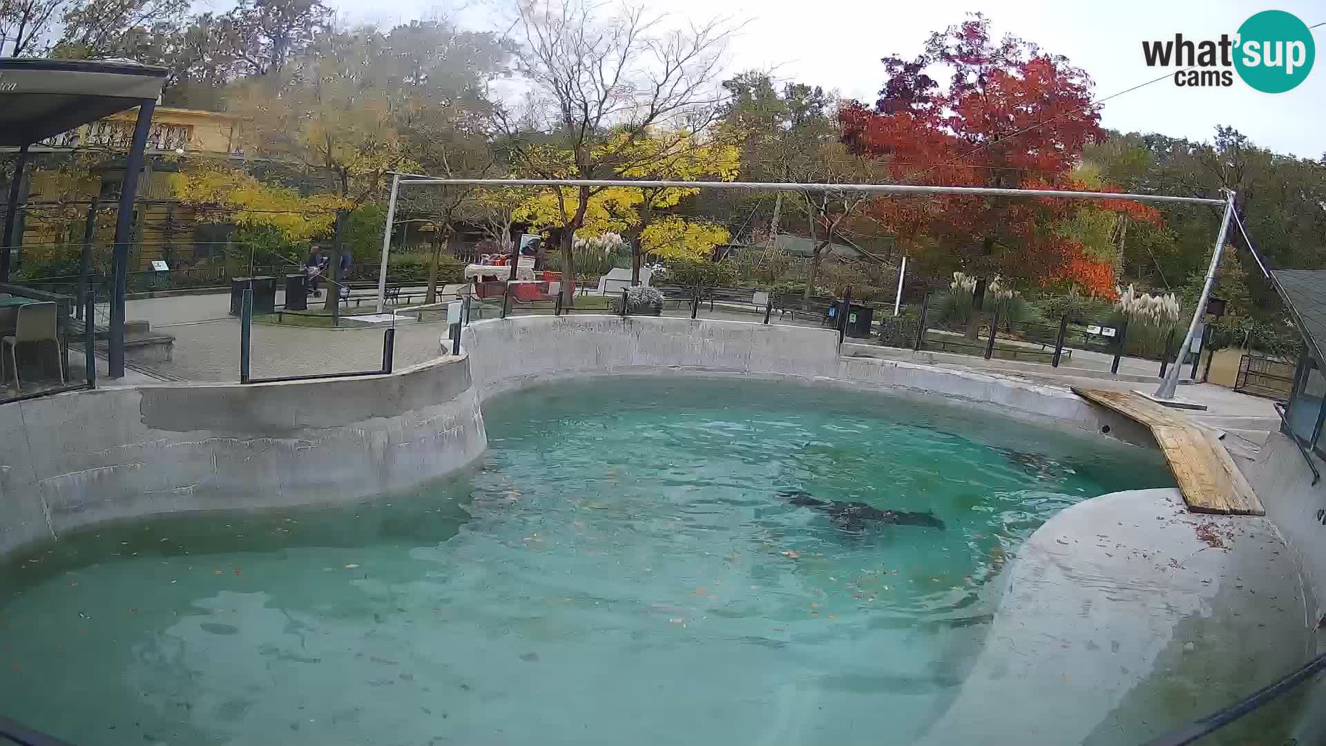 Zoo Zagreb – California Sea Lion