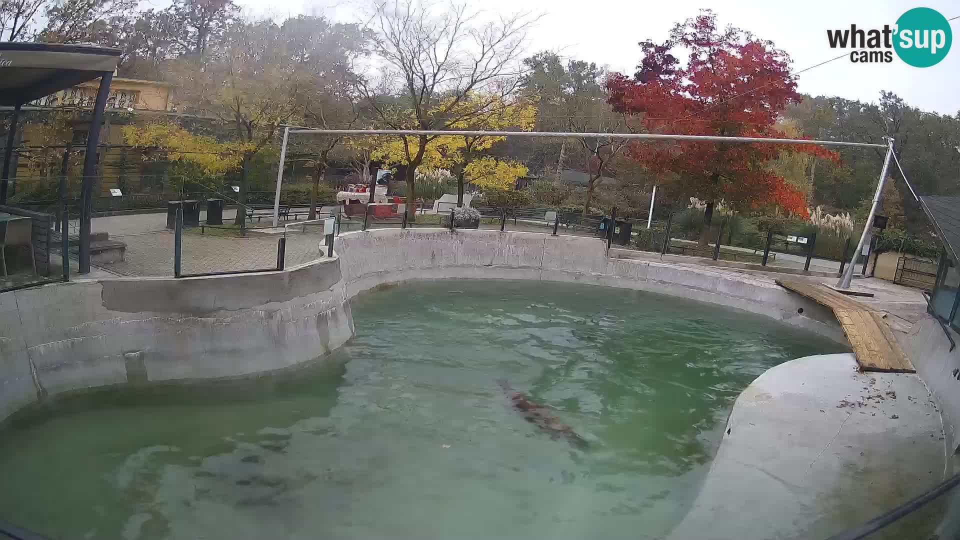 Zoo Zagreb –  León marino de California