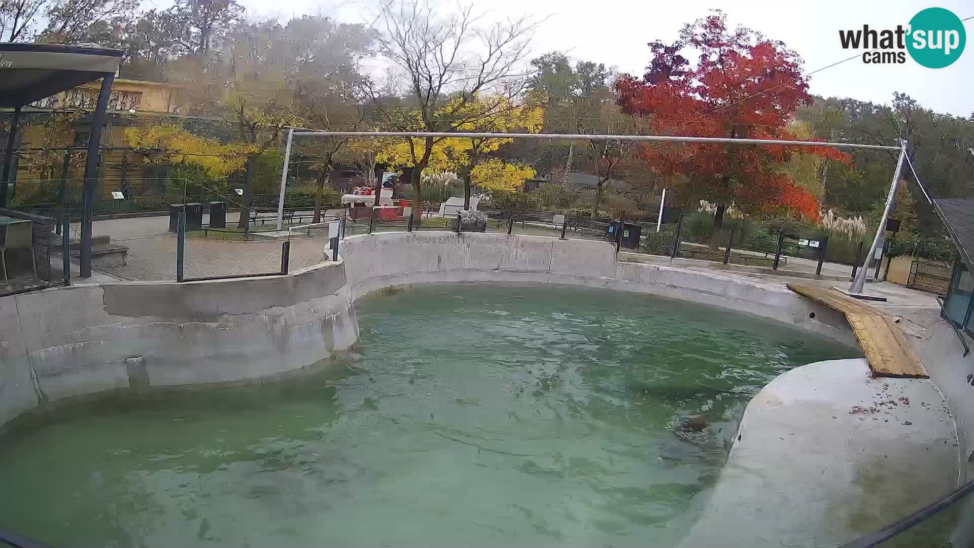 Zoo Zagreb –  León marino de California