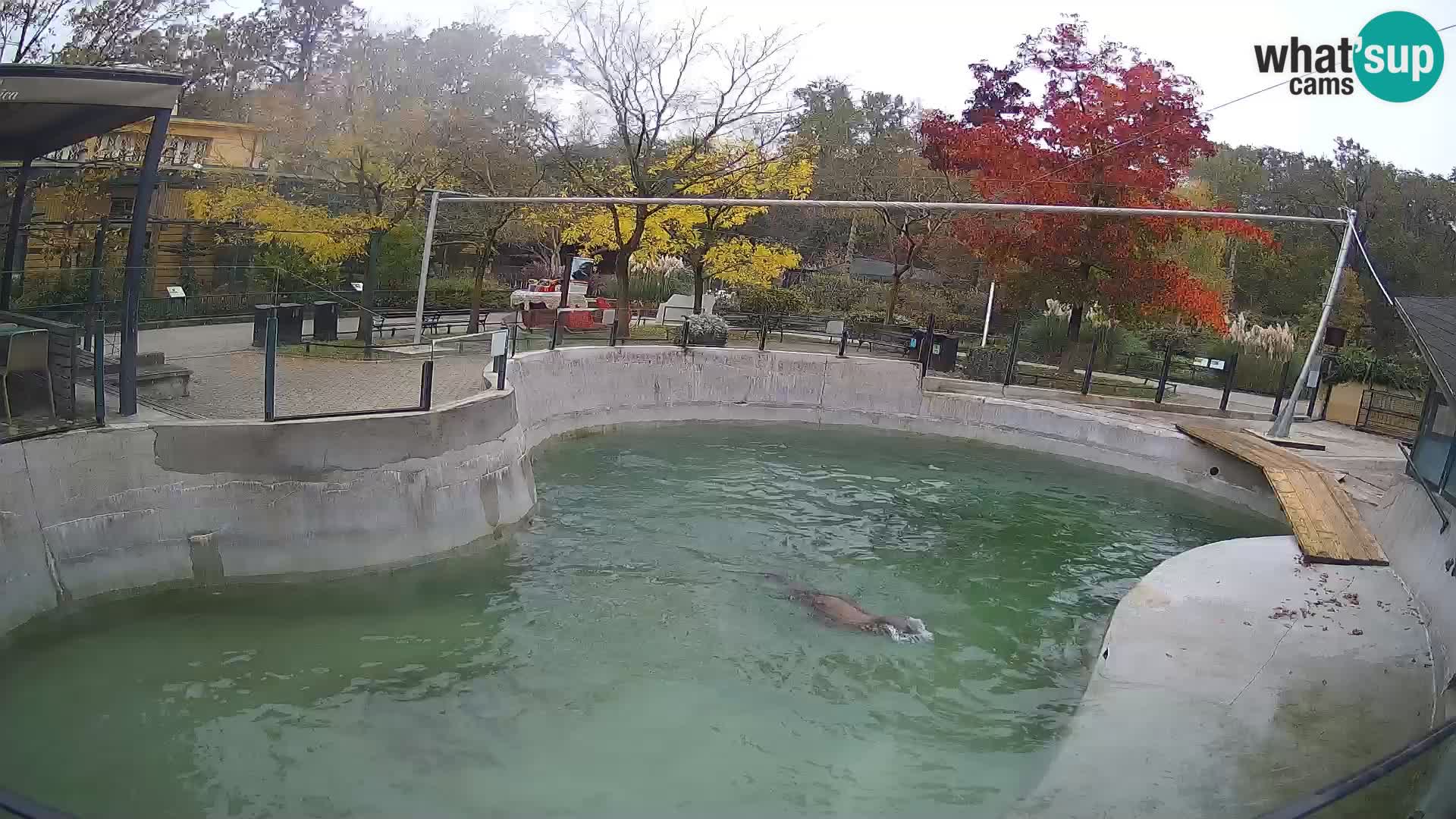 Zoo Zagreb –  León marino de California