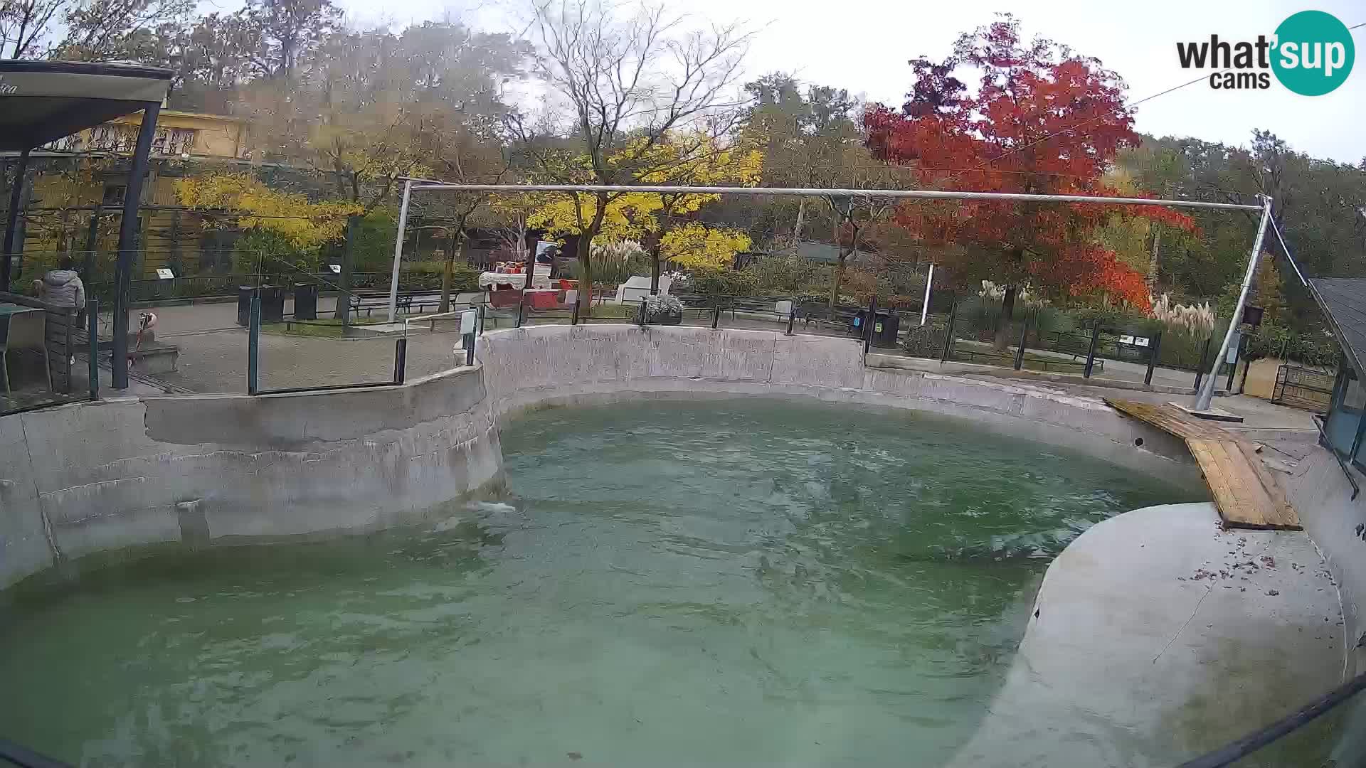 Zoo Zagreb – California Sea Lion