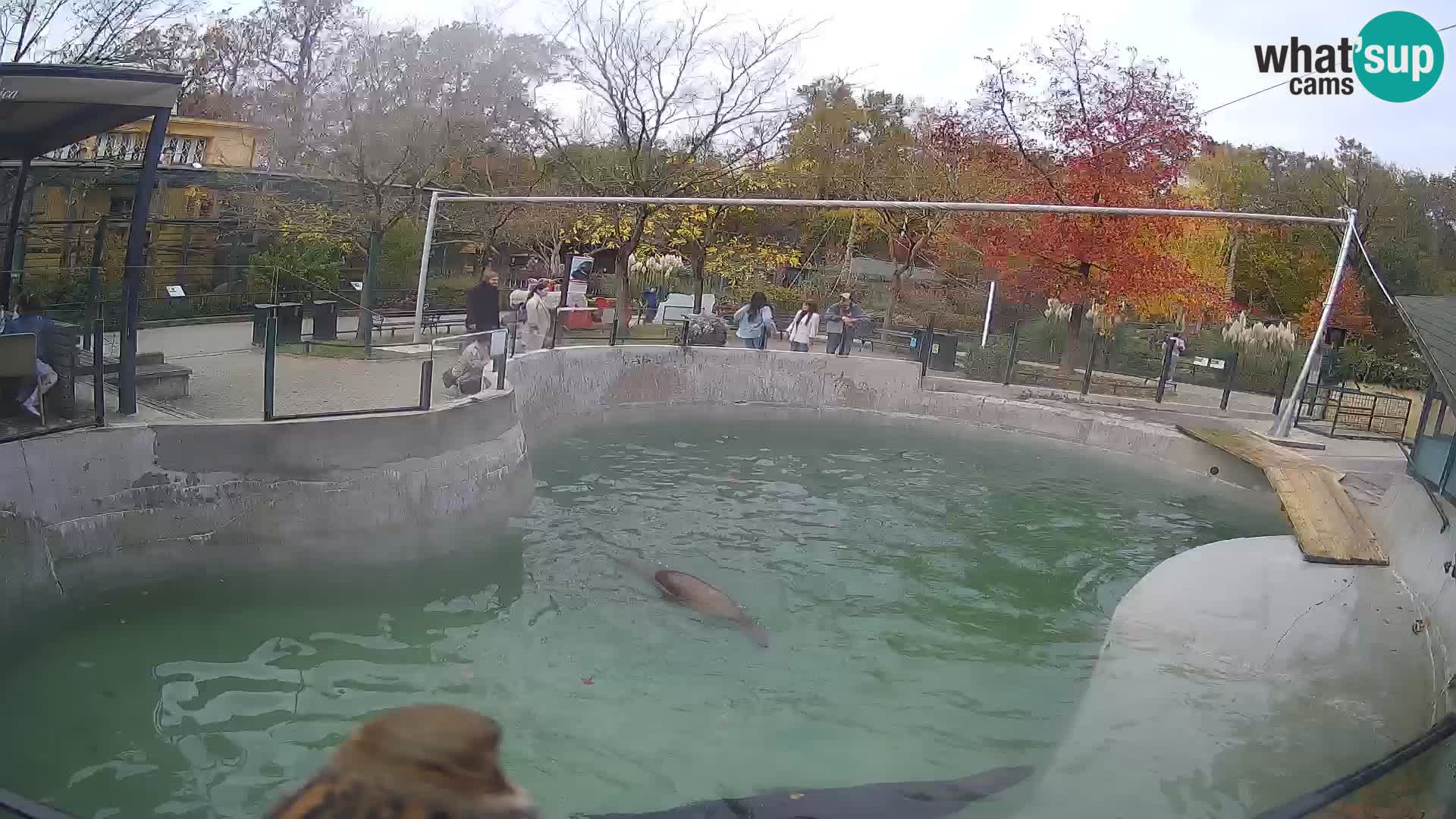 Zoo Zagreb – Kalifornischer Seelöwe