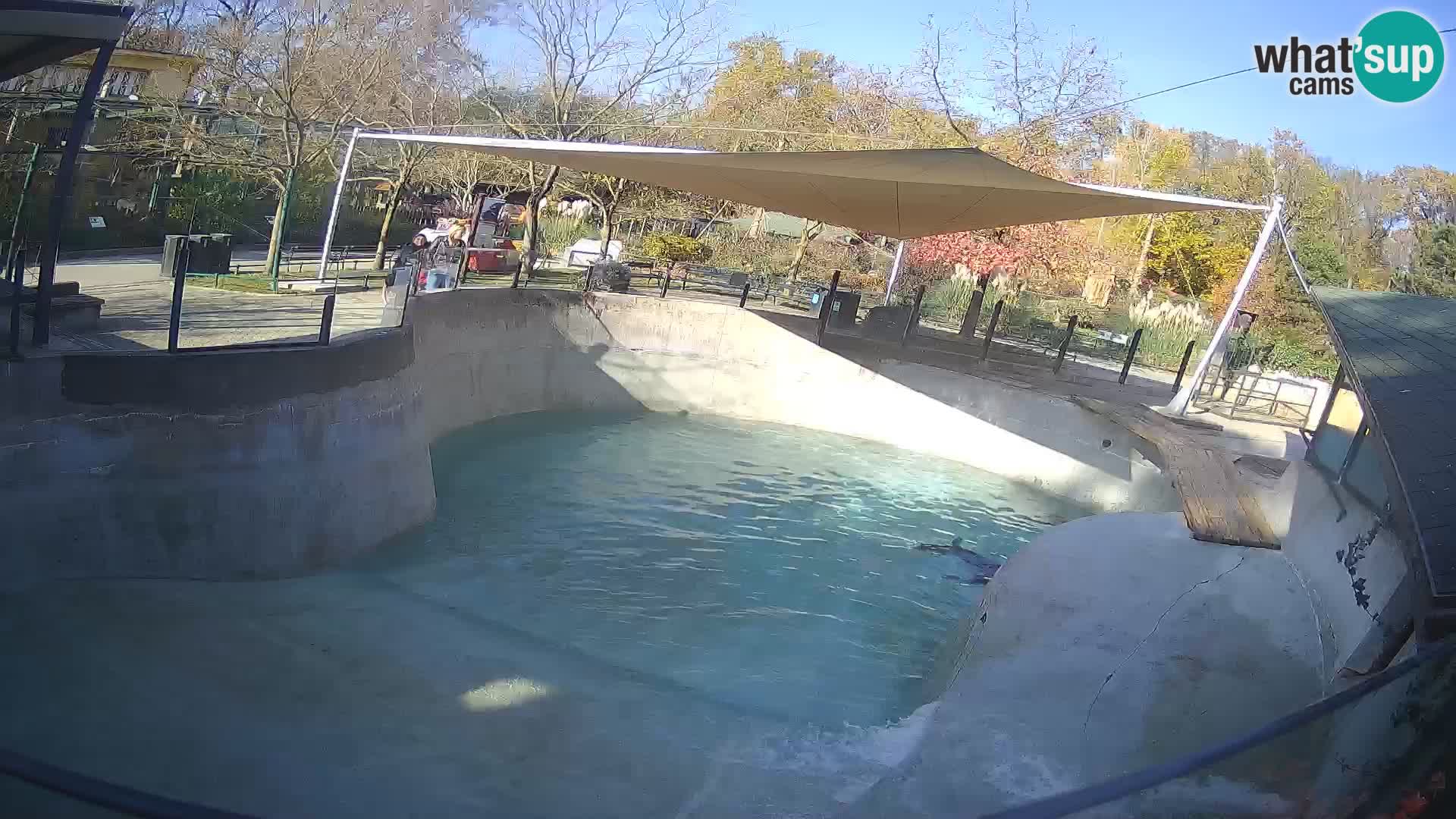 Zoo Zagreb –  León marino de California