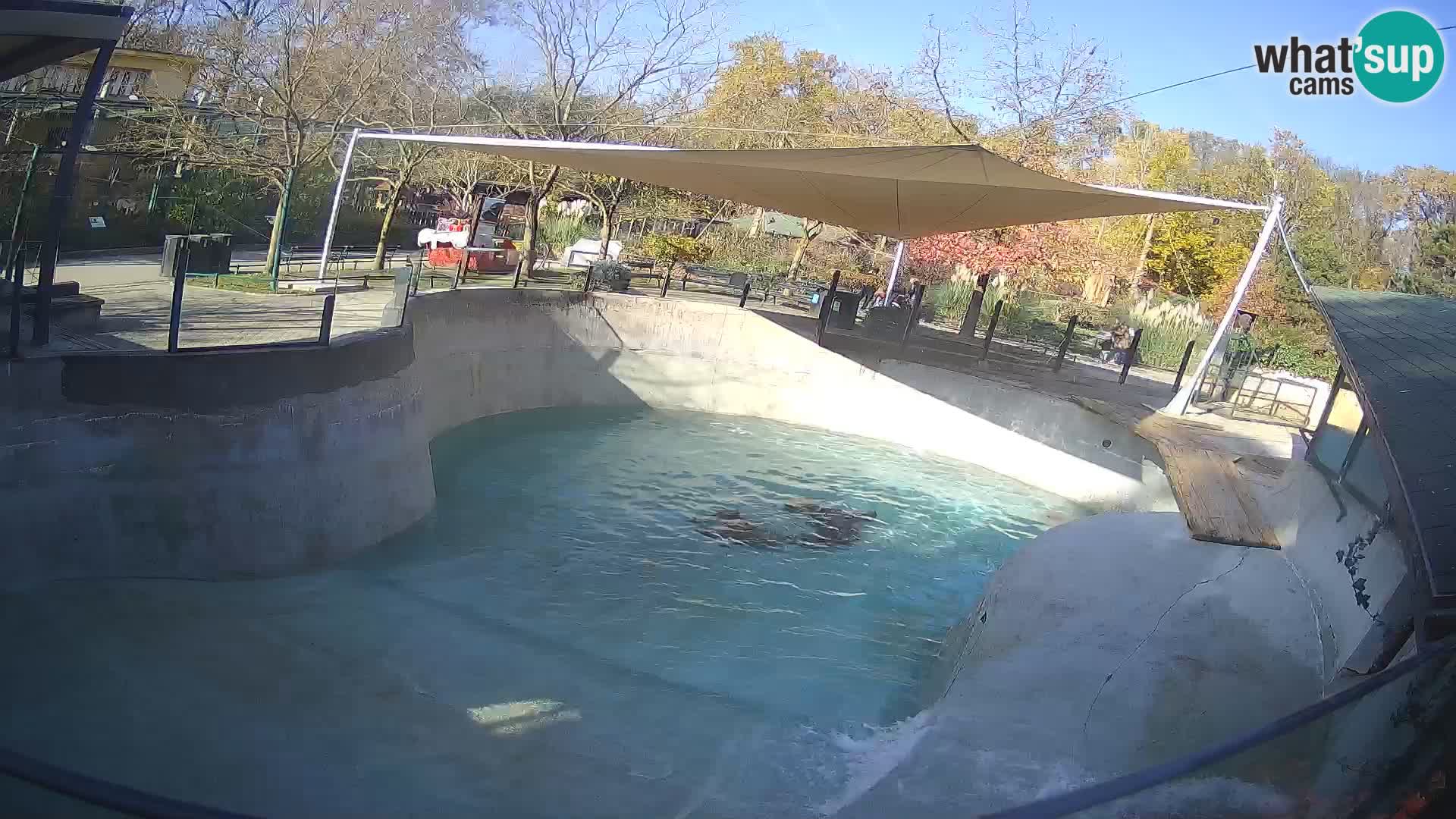 Zoo Zagreb – California Sea Lion