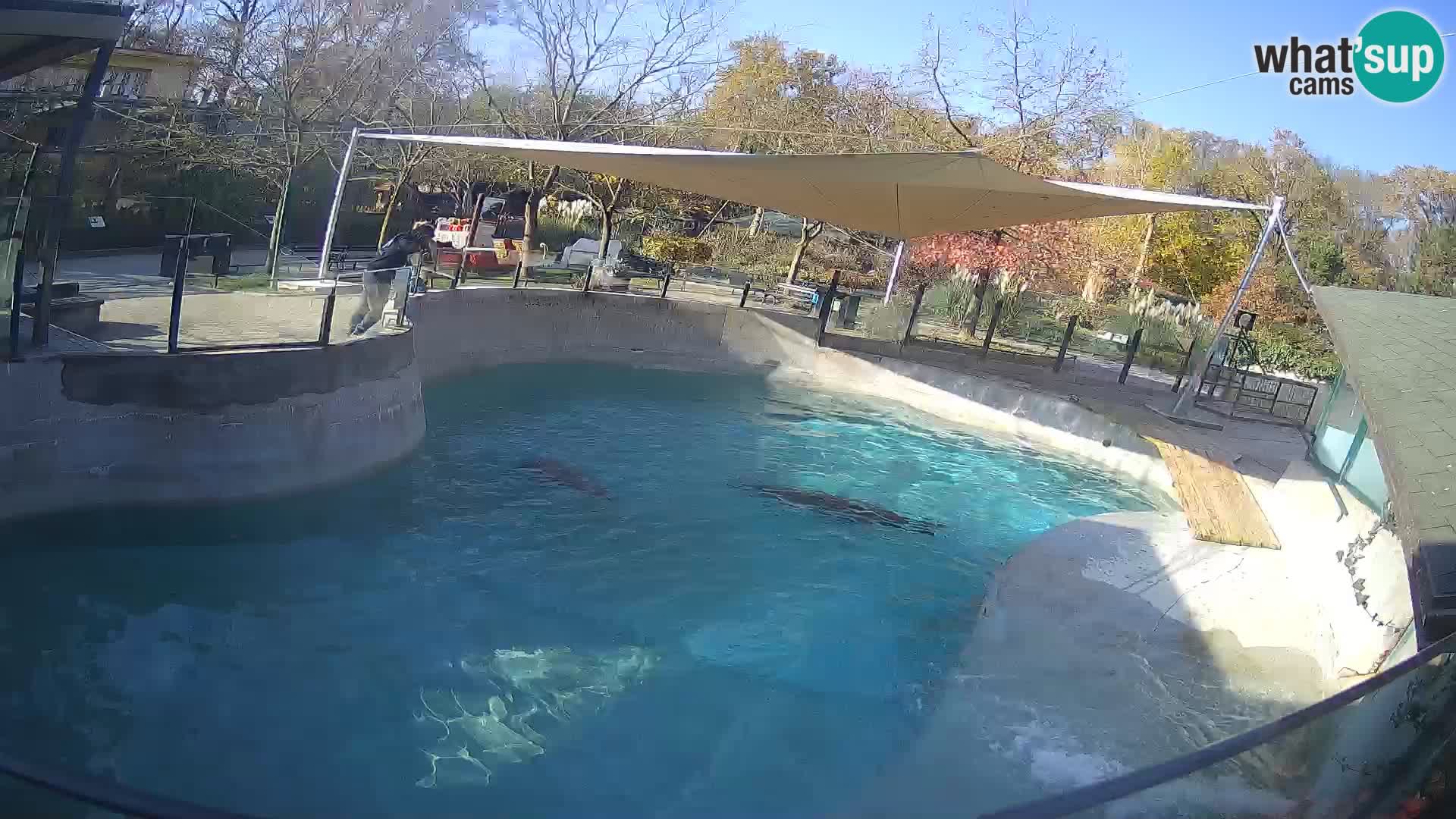 Zoo Zagreb –  León marino de California