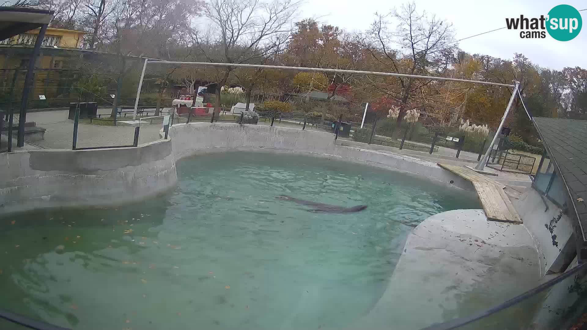 Zoo Zagreb –  León marino de California