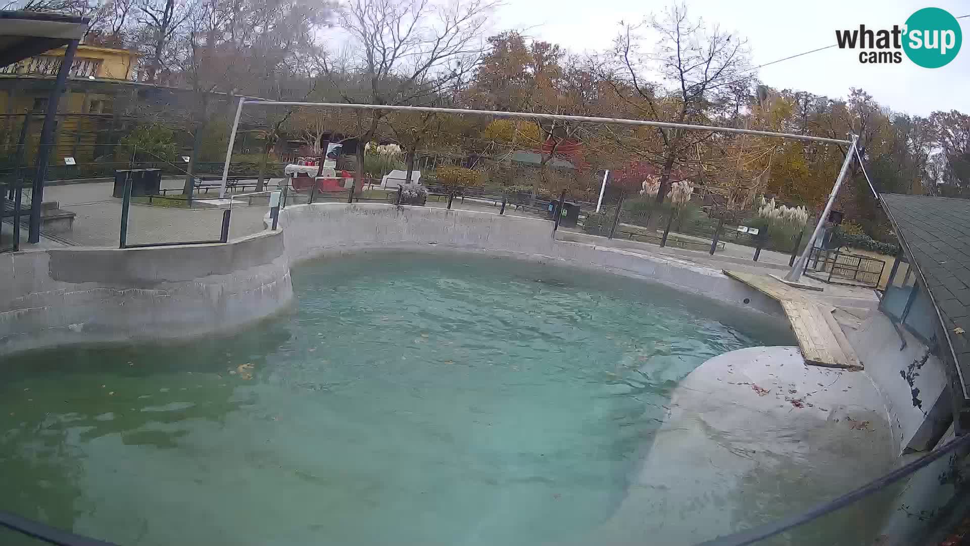 Zoo Zagreb –  León marino de California