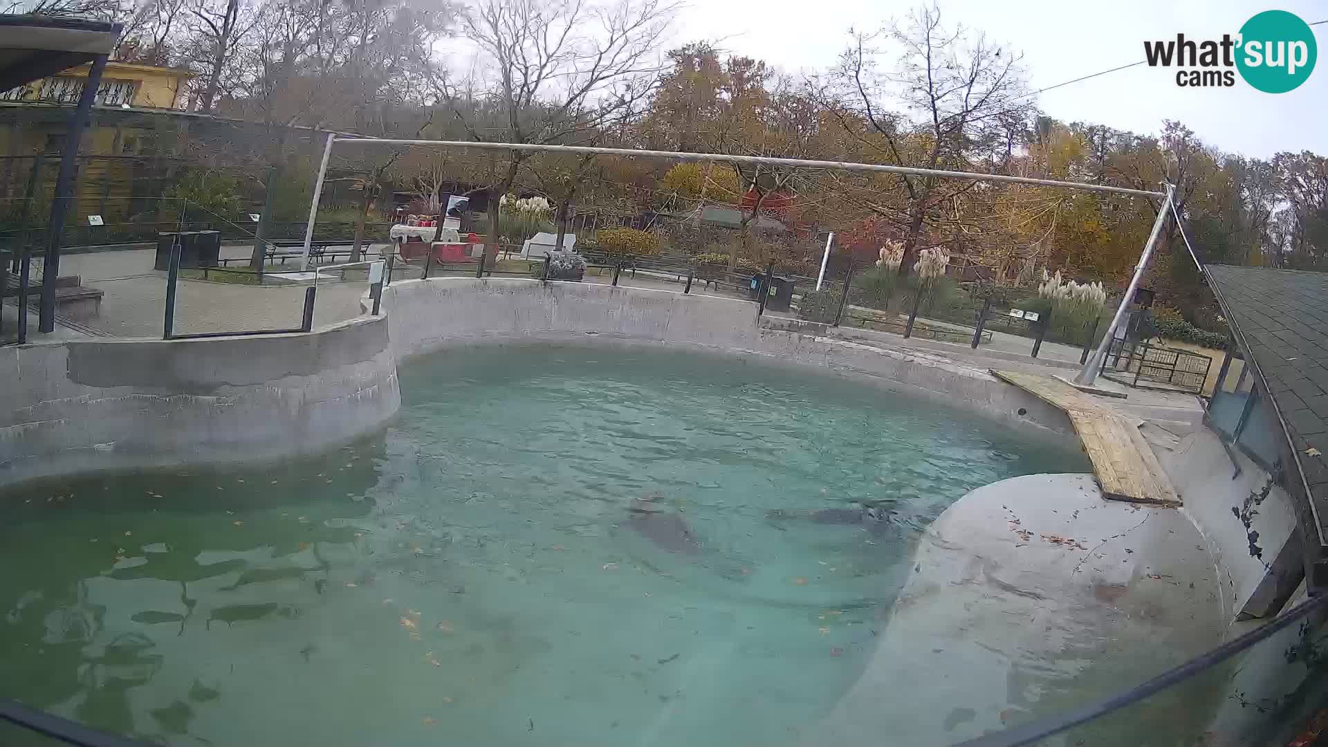 Zoo Zagreb –  León marino de California