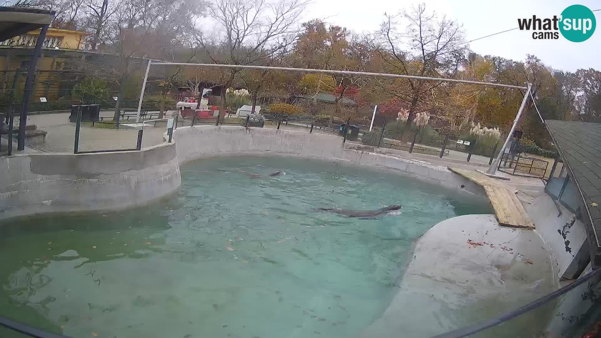 Zoo Zagreb –  León marino de California