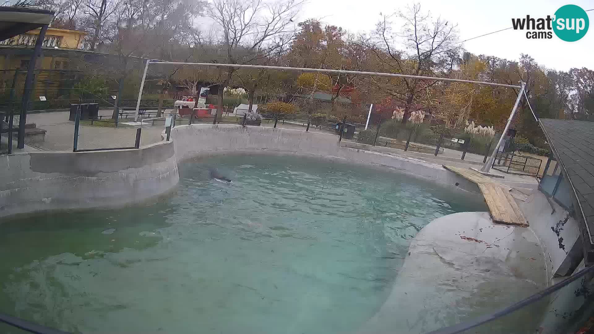 Zoo Zagreb –  León marino de California