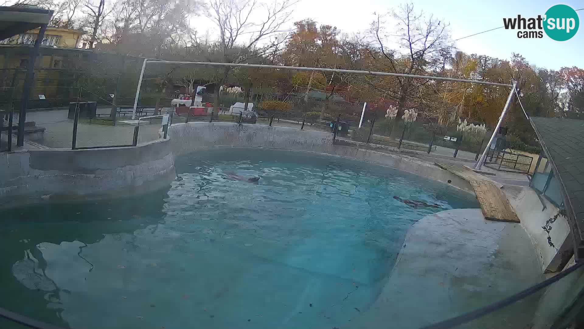 Zoo Zagreb –  León marino de California