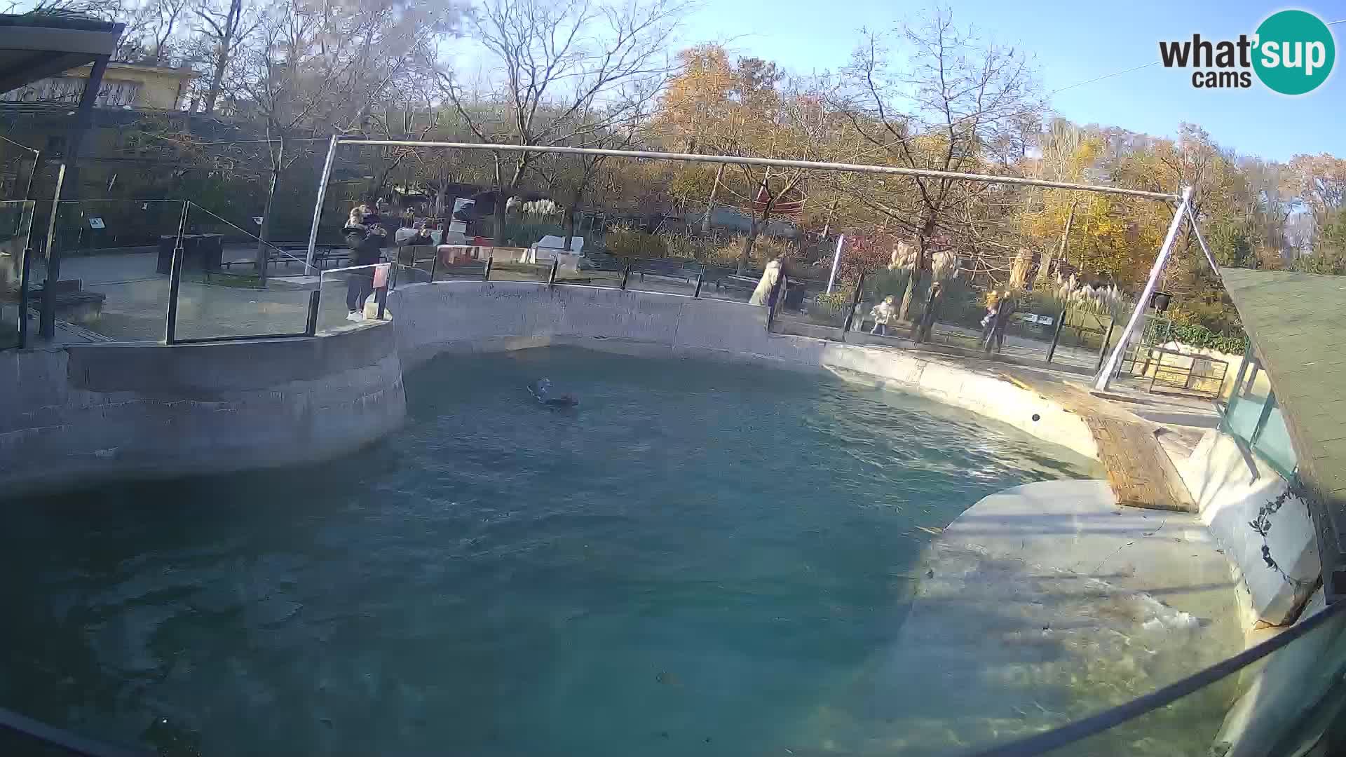 Zoo Zagreb – California Sea Lion