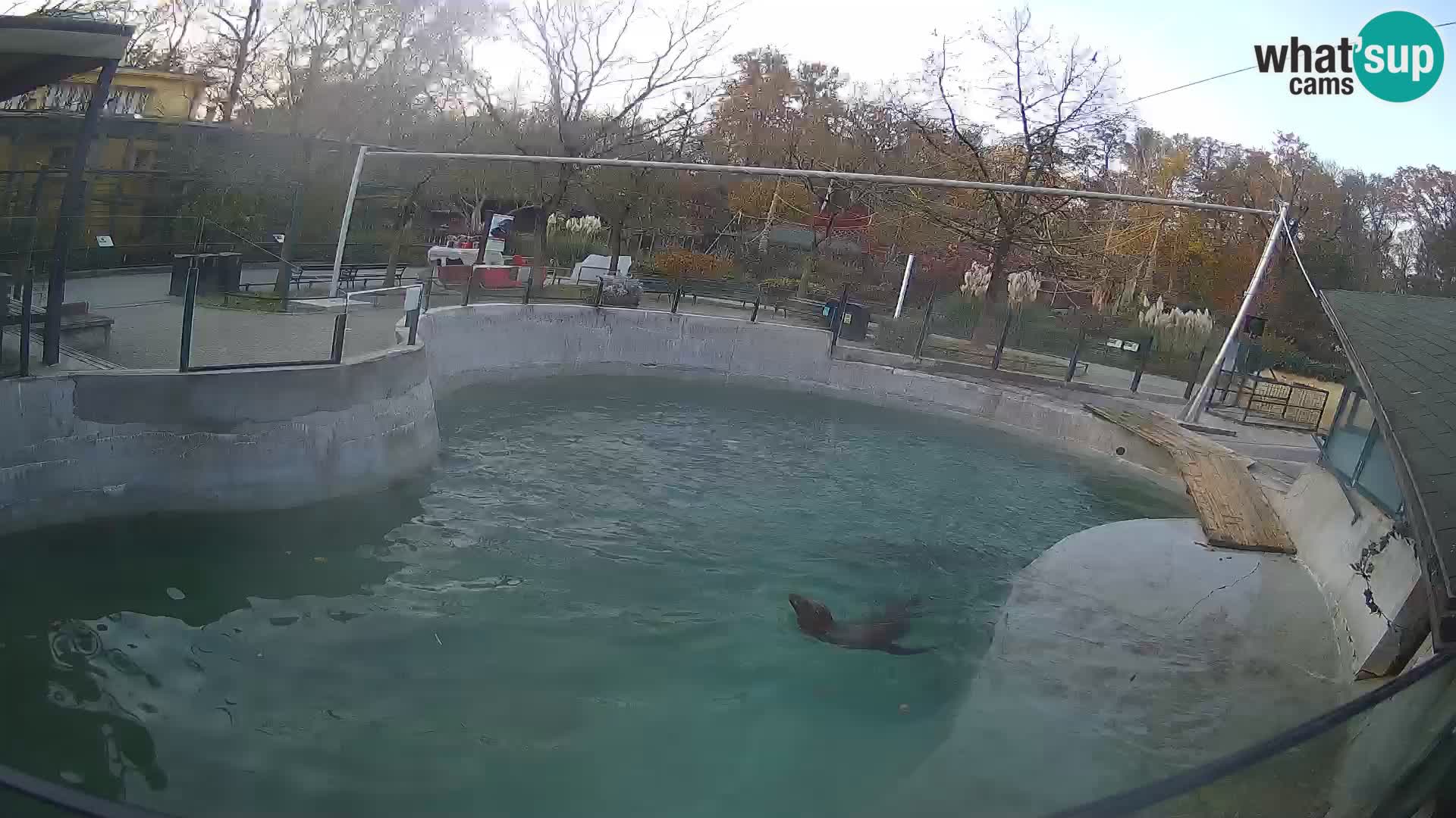 Zoo Zagreb – California Sea Lion