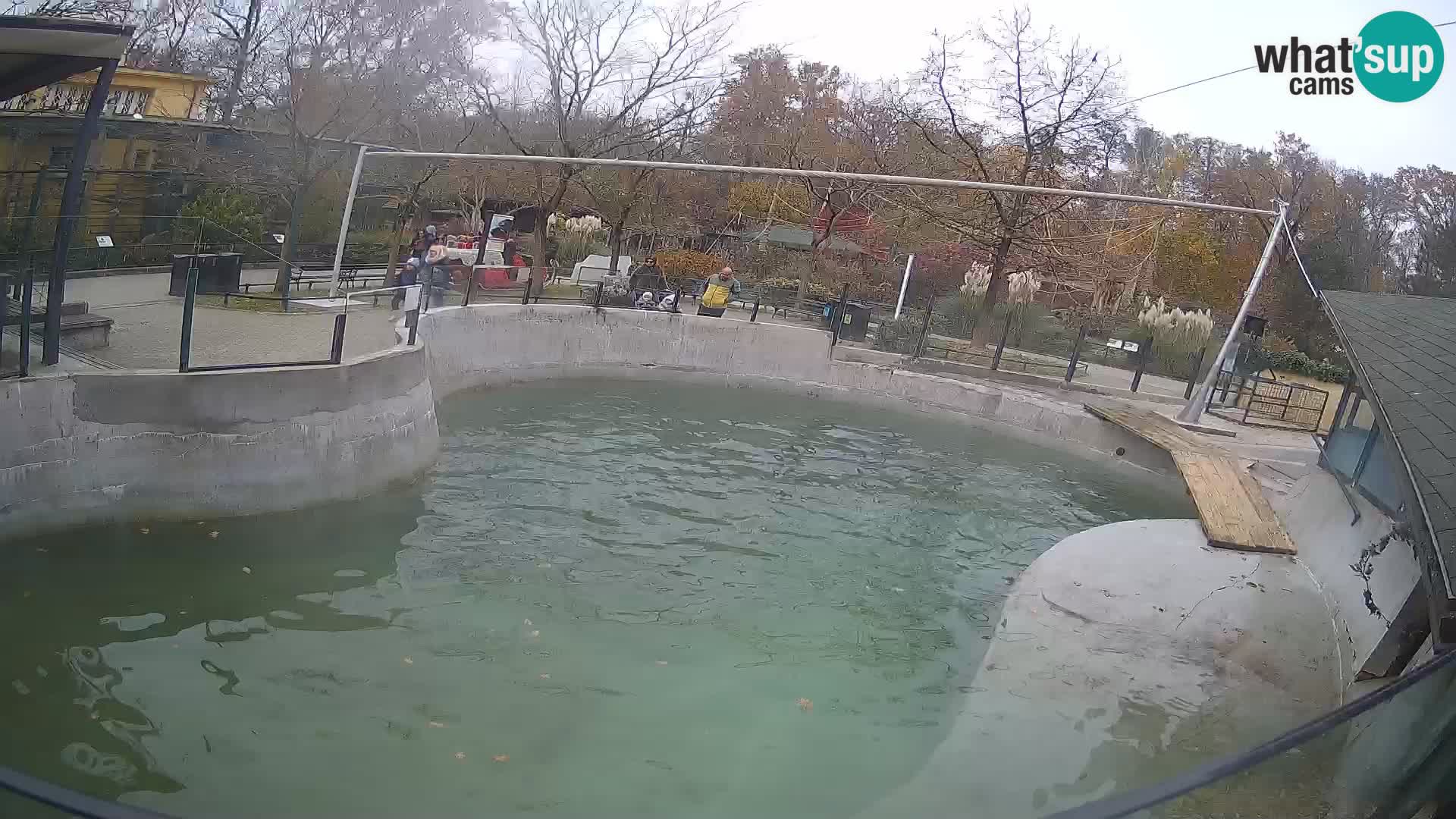 Zoo Zagreb – California Sea Lion