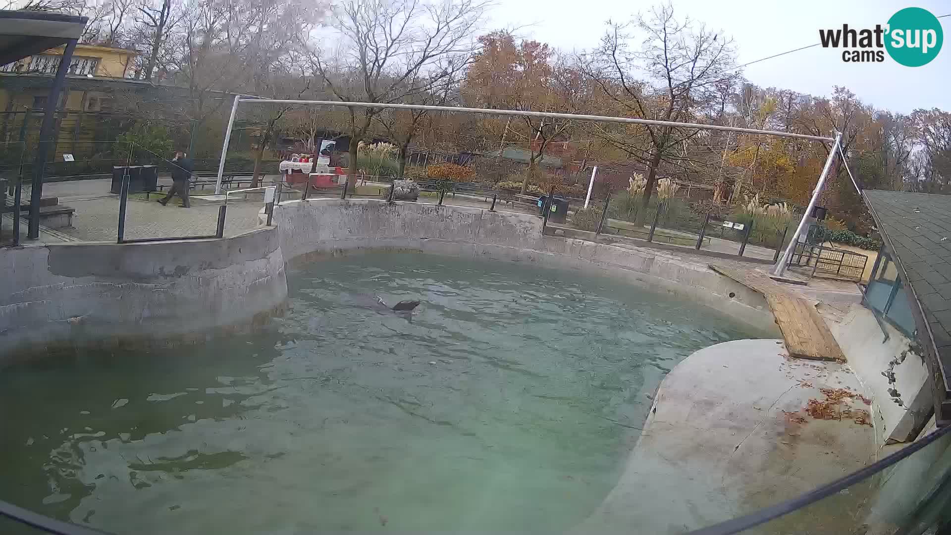 Zoo Zagreb – Kalifornischer Seelöwe