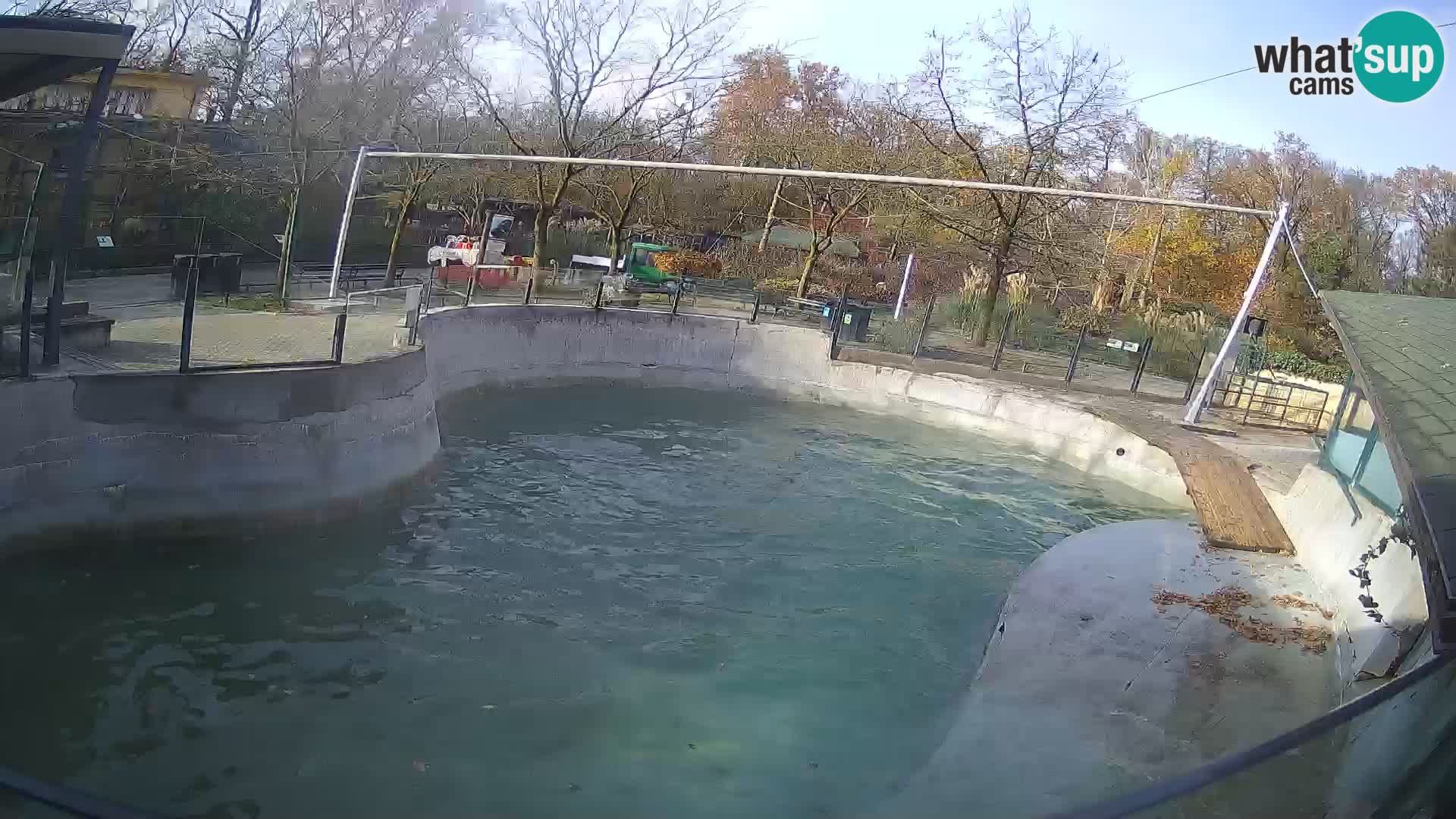 Zoo Zagreb – Kalifornischer Seelöwe