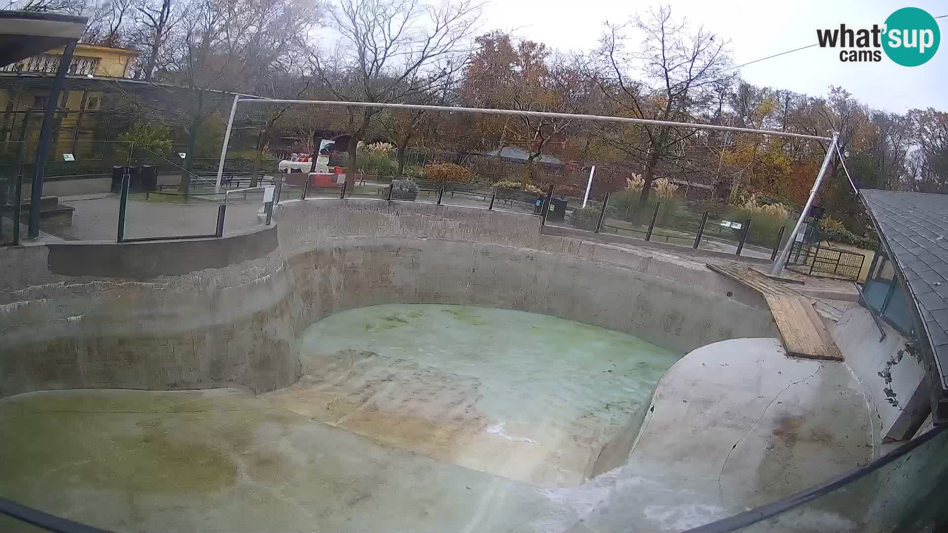 Zoo Zagreb – Kalifornijski morski lav