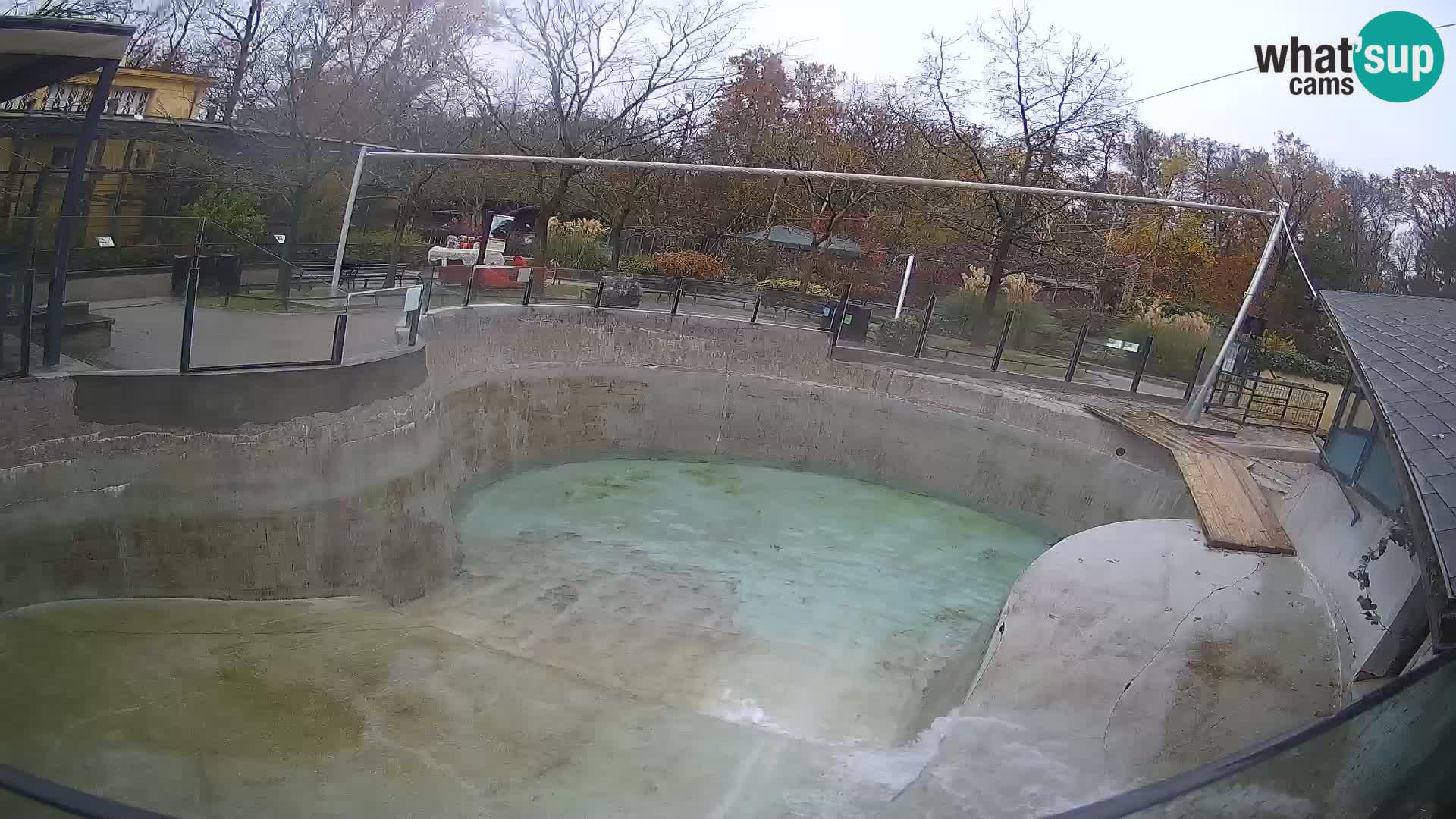 Zoo Zagreb –  León marino de California