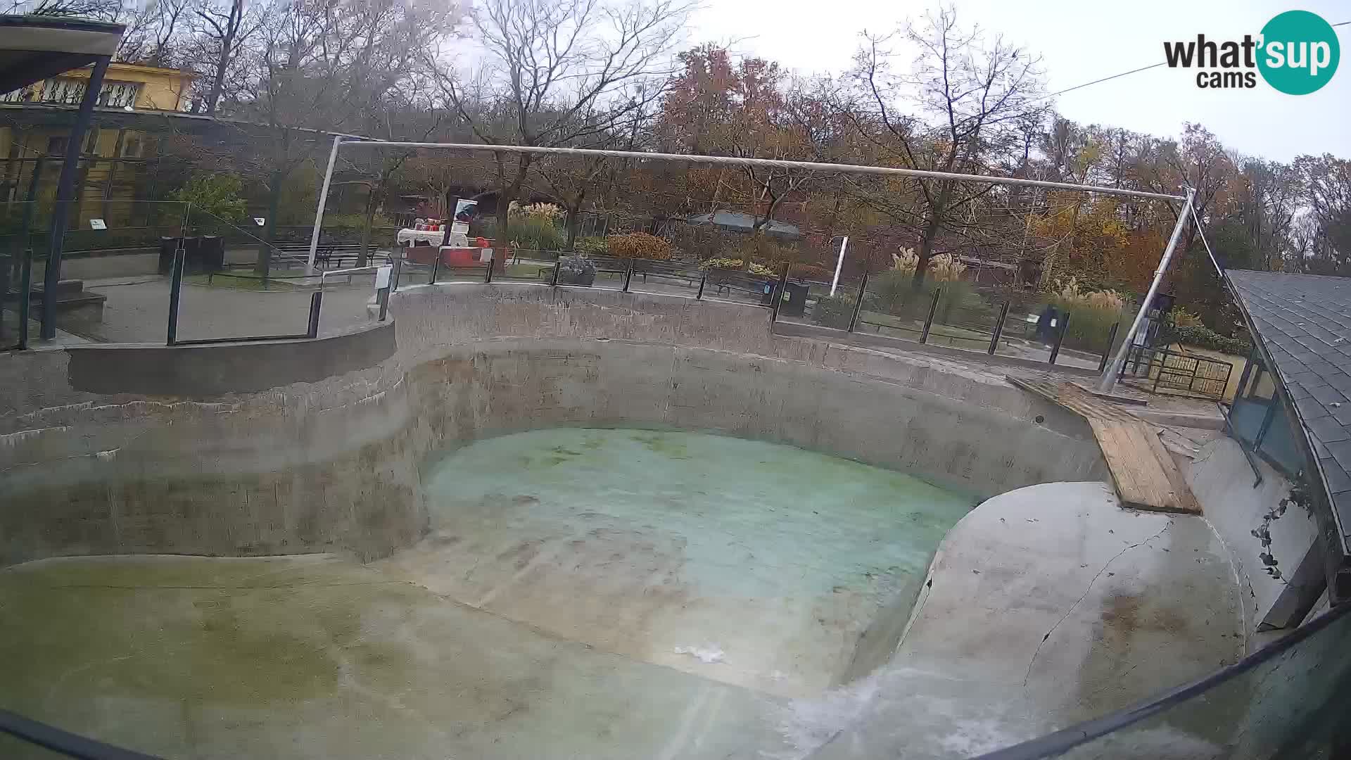 Zoo Zagreb –  León marino de California