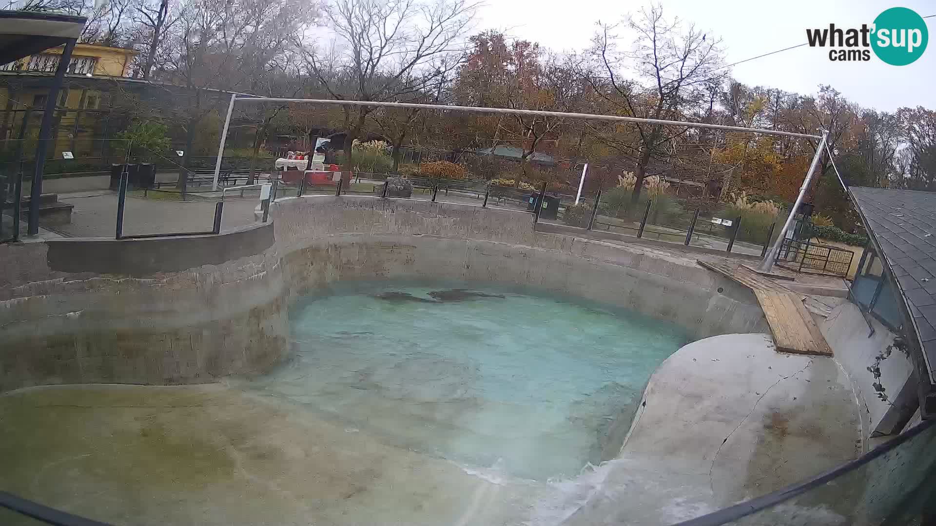 Zoo Zagreb –  León marino de California