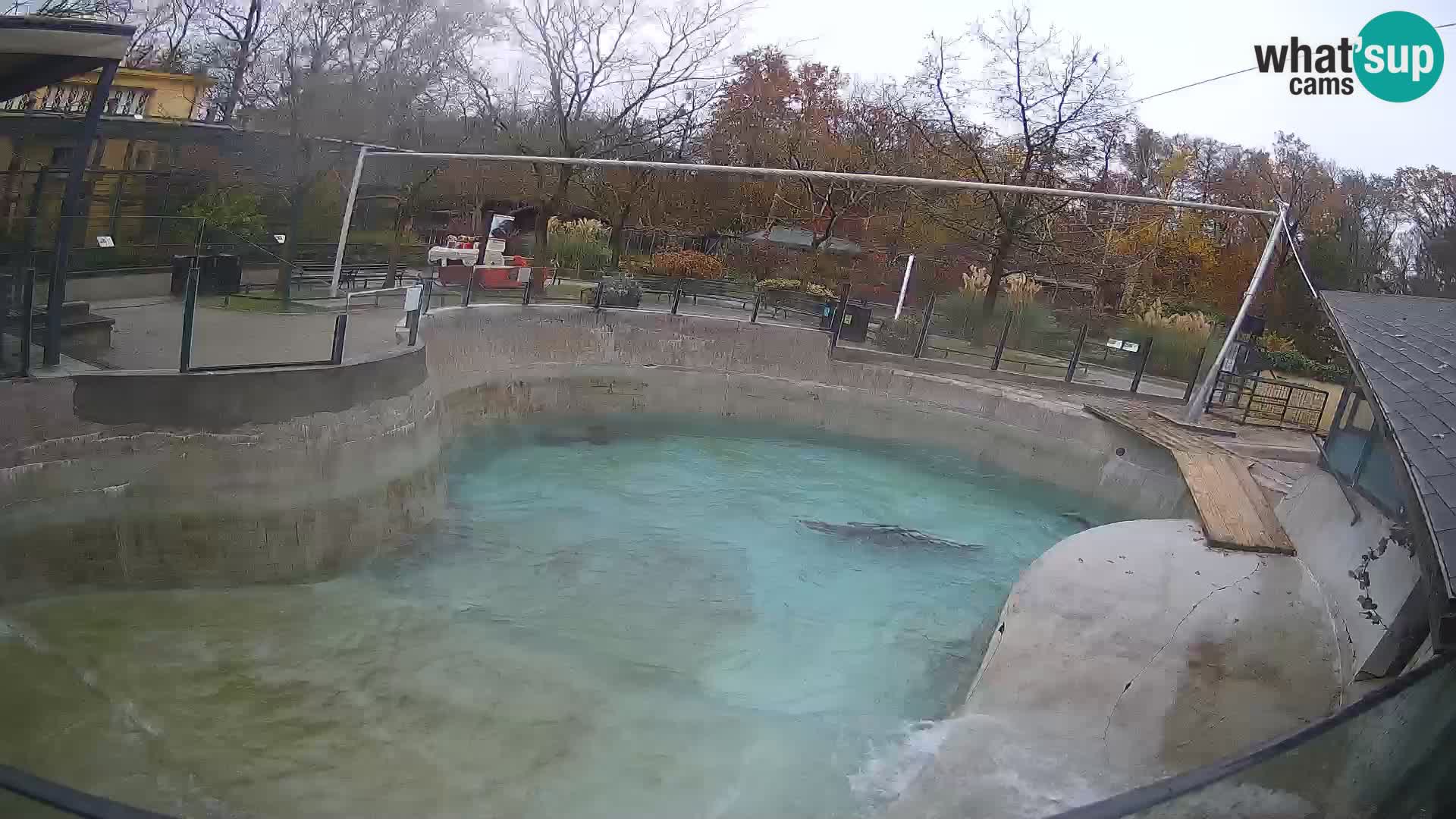 Zoo Zagreb –  León marino de California