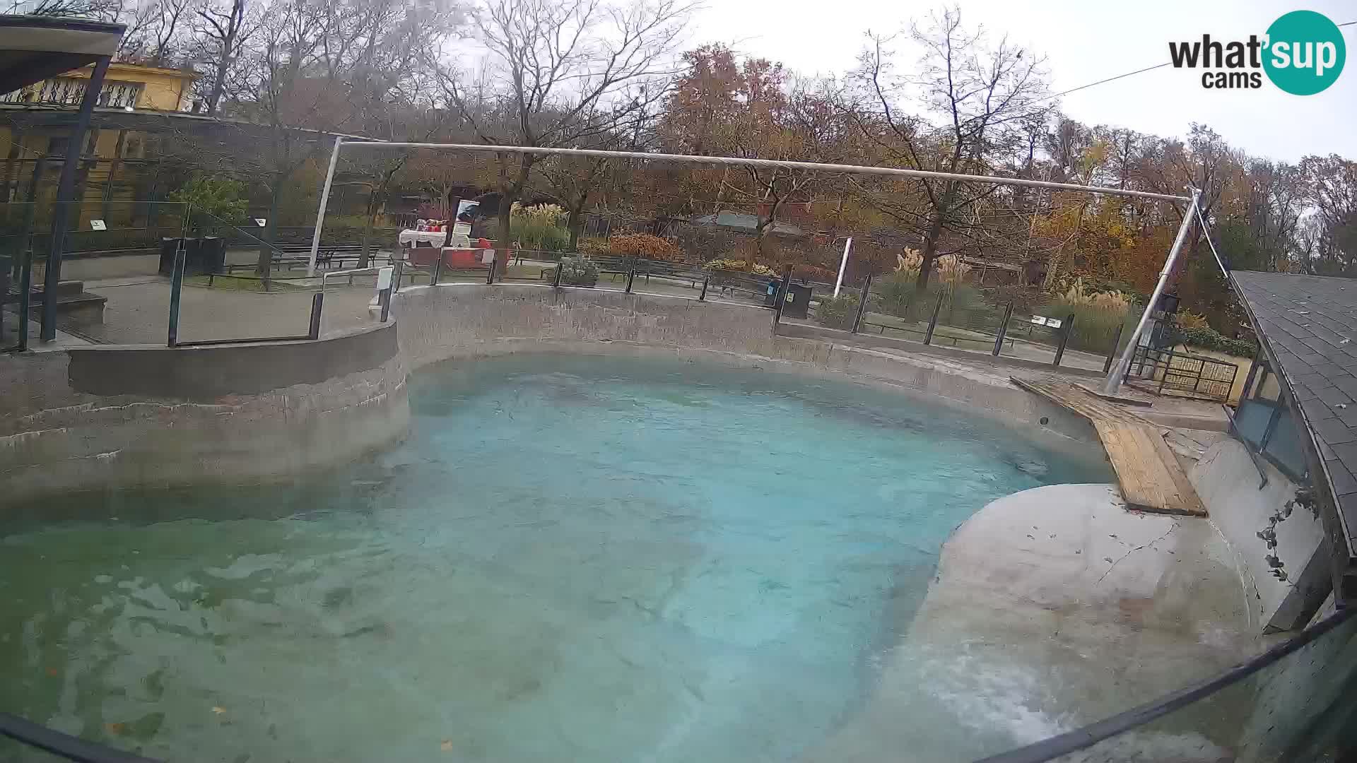 Zoo Zagreb –  León marino de California